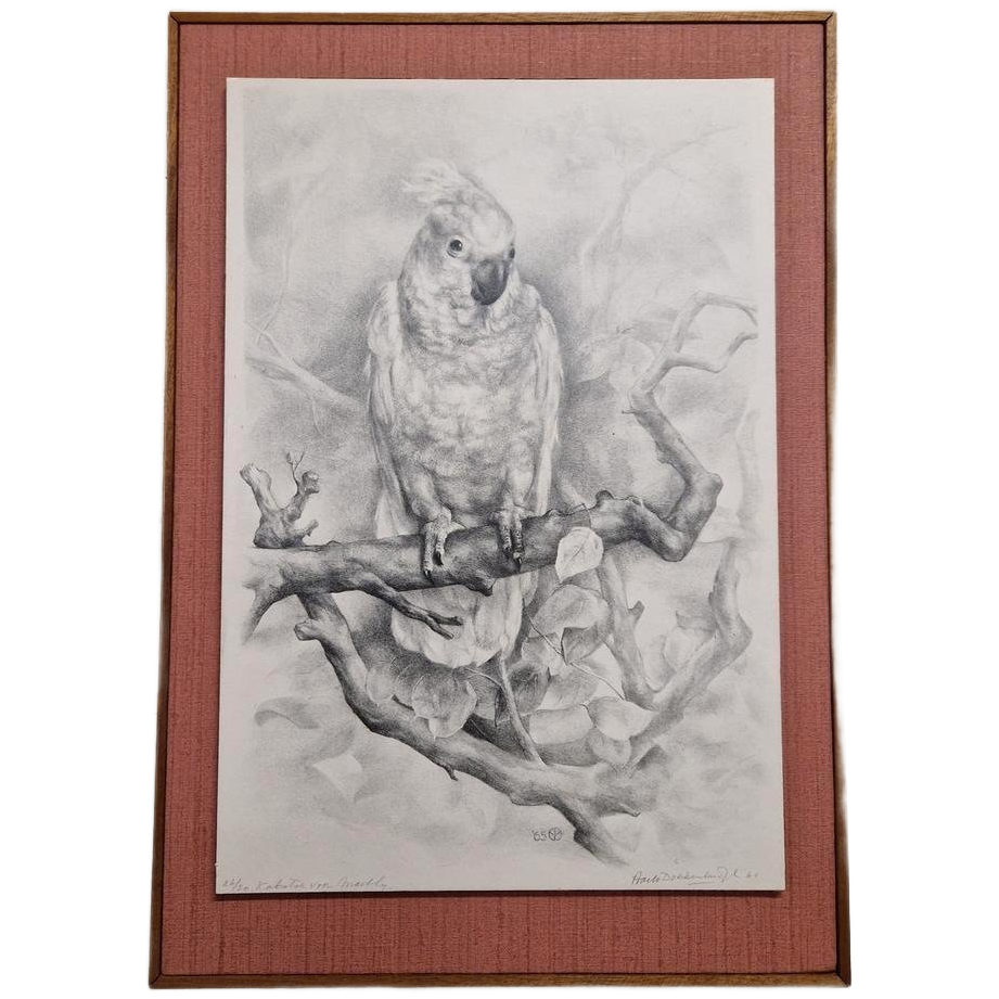 Vintage Print Of Tekening Kakatoe Schilderij Vintage image 1