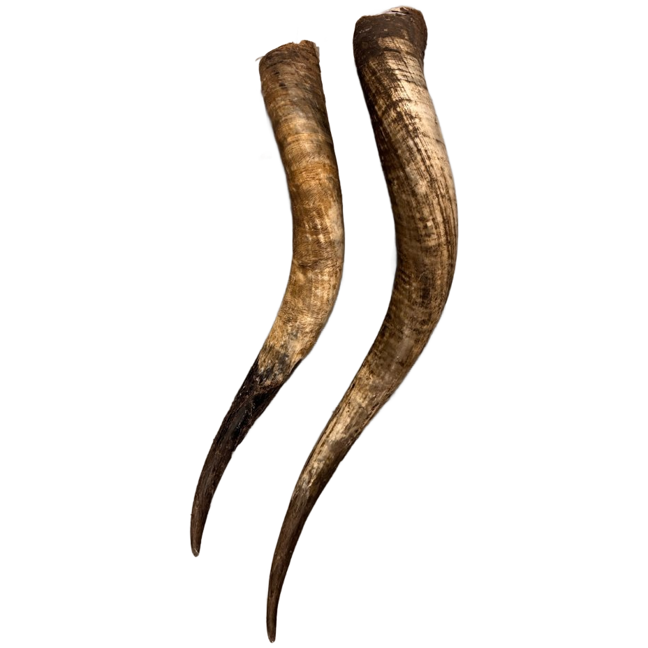 2x Grote Bufferhoorns, Ong. 100cm Lang Elk image 1