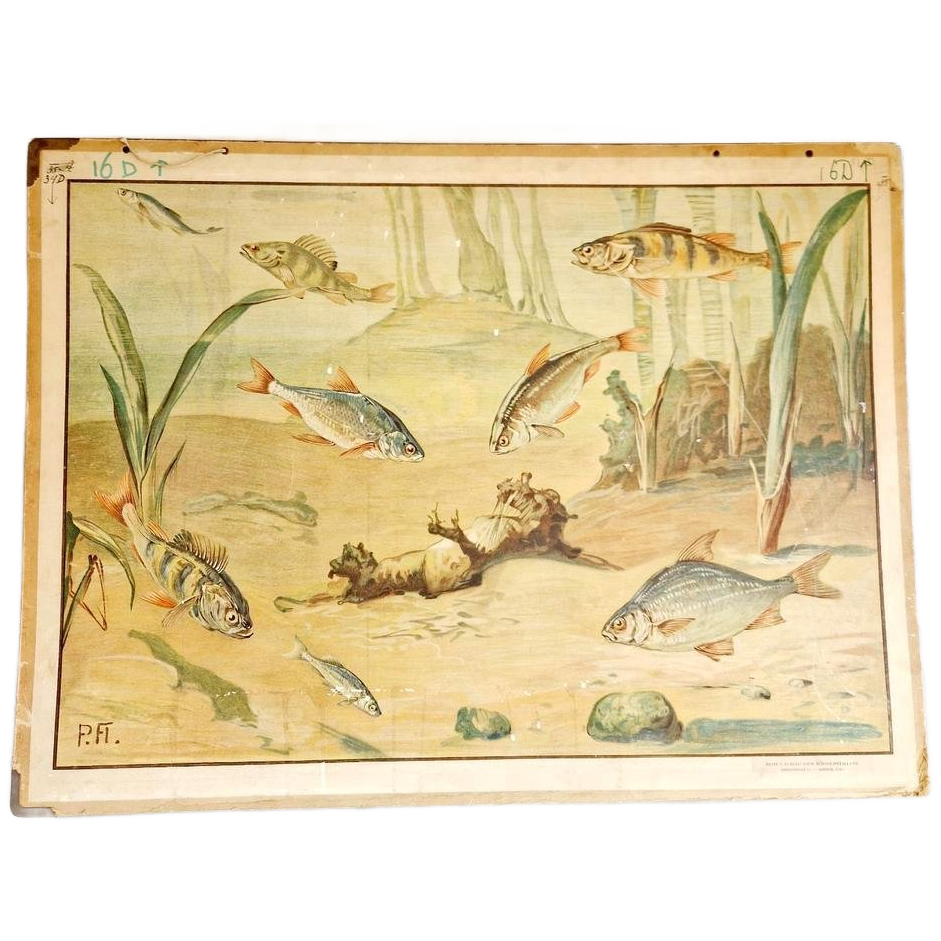 Vintage Schoolplaat Vissen Sloot Schoolkaart image 1