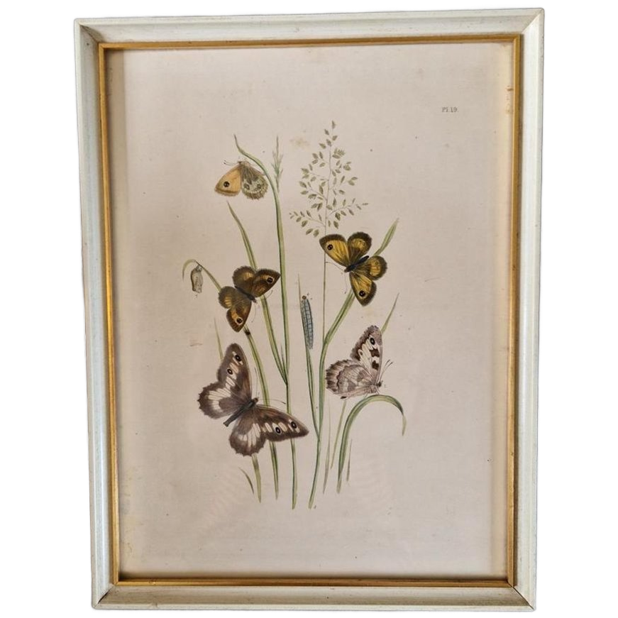 Vintage Lijst Met Prent Vlinders Vlinder Schilderij image 1