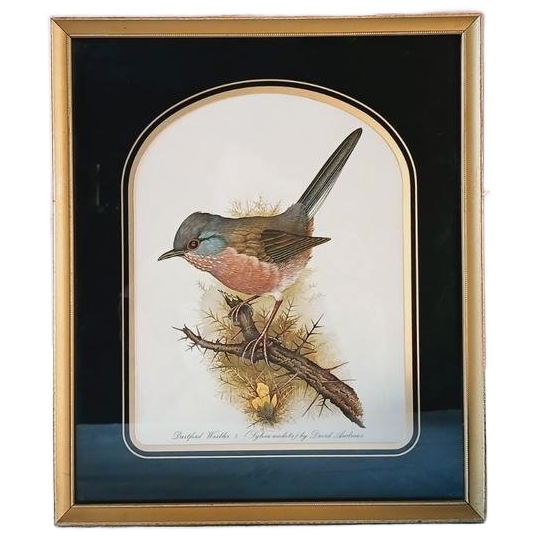 Vintage Dartford Warbler Vogel David Andrews Gouden Lijst image 1