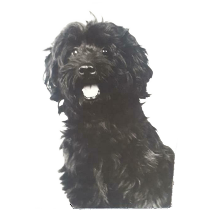 Oude Foto Op Hout Bouvier Hond Zwart WIT Retro Foto image 1
