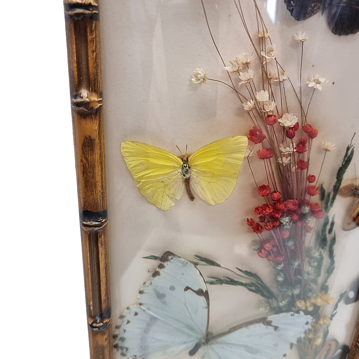 Vintage Opgezette Vlinders In Lijst image 5