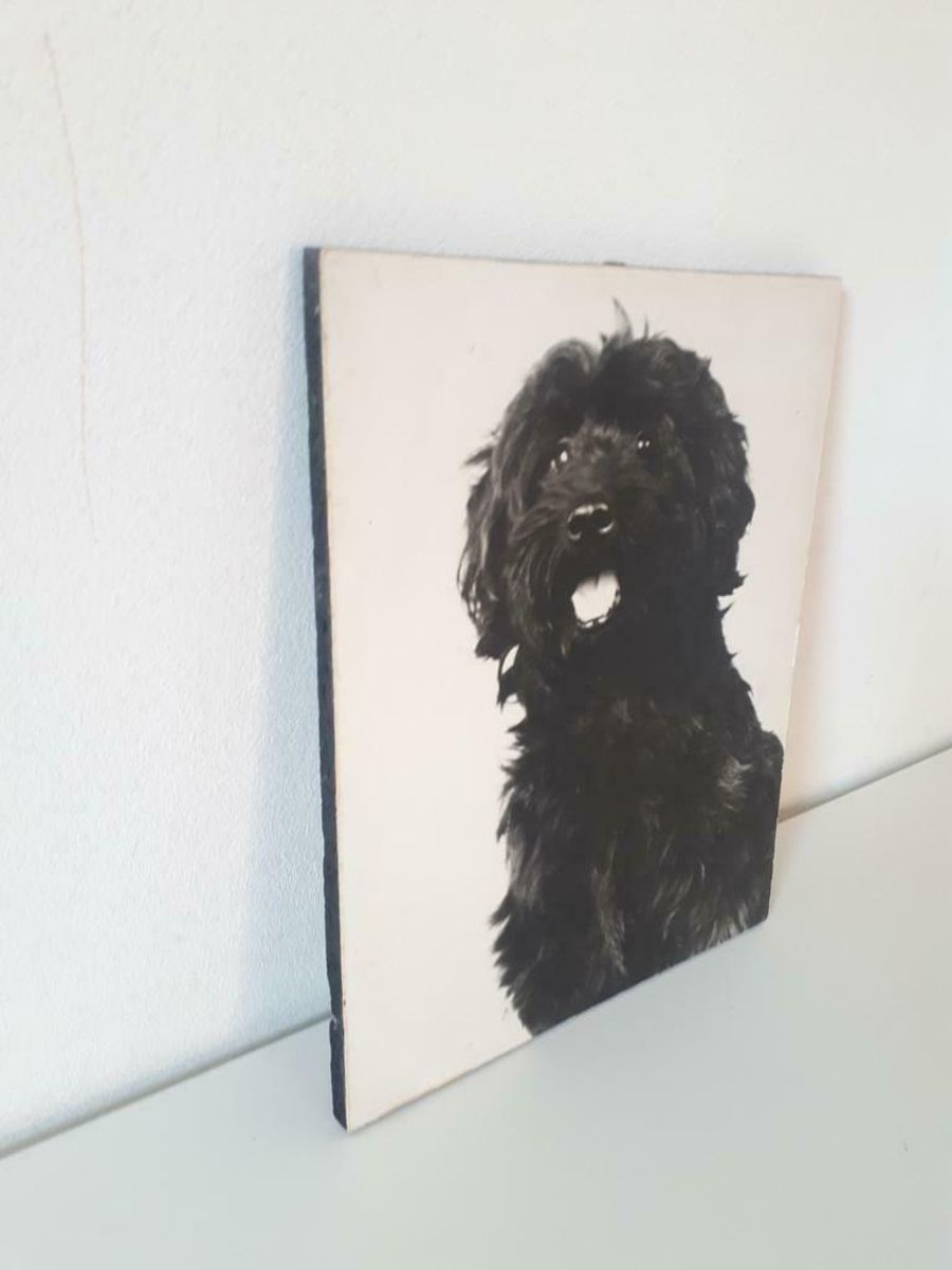Oude Foto Op Hout Bouvier Hond Zwart WIT Retro Foto image 3