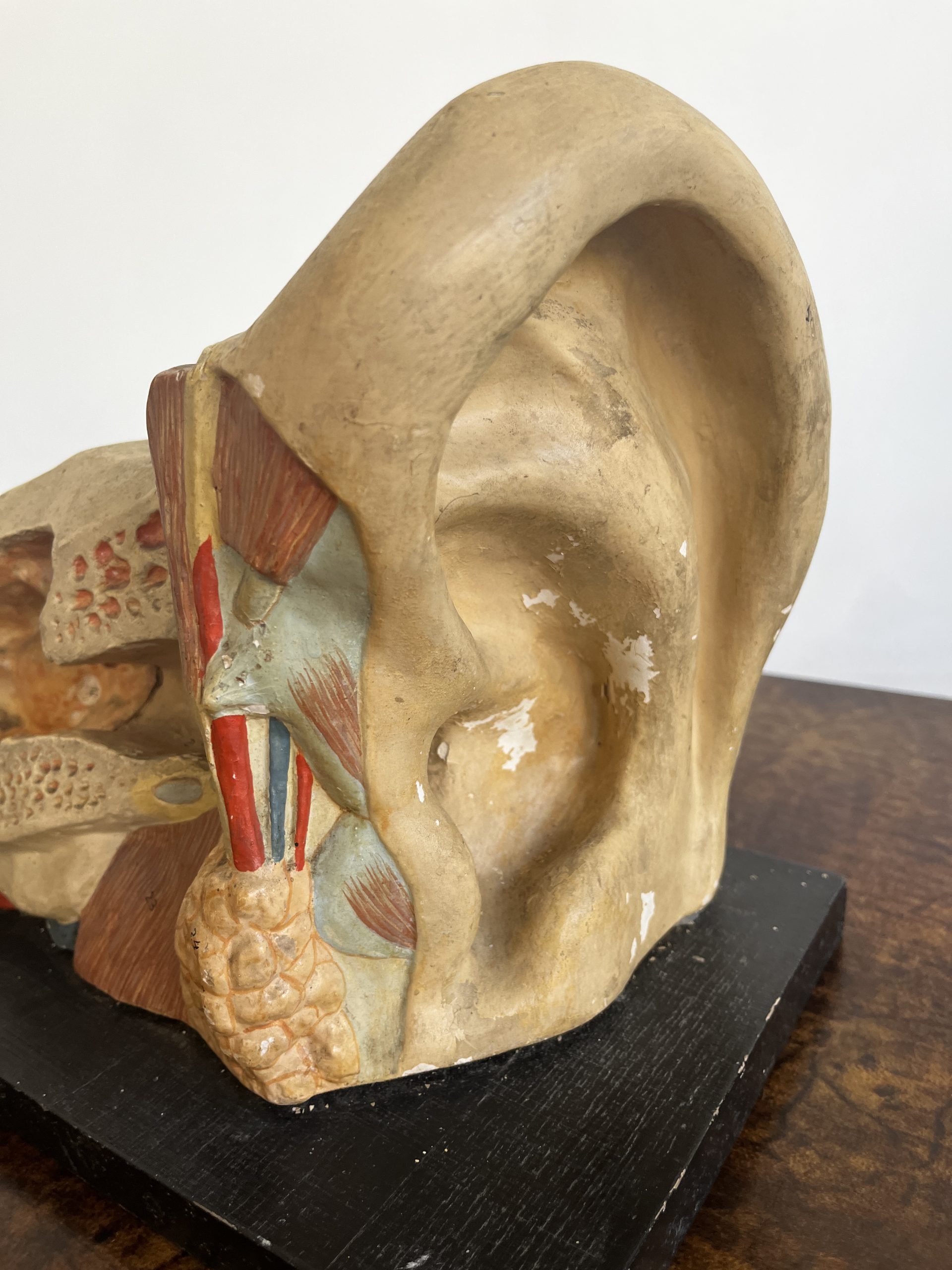 Het Oor – Anatomisch Model Circa 1950 (kovodelny Podnik, Tjechië) image 9