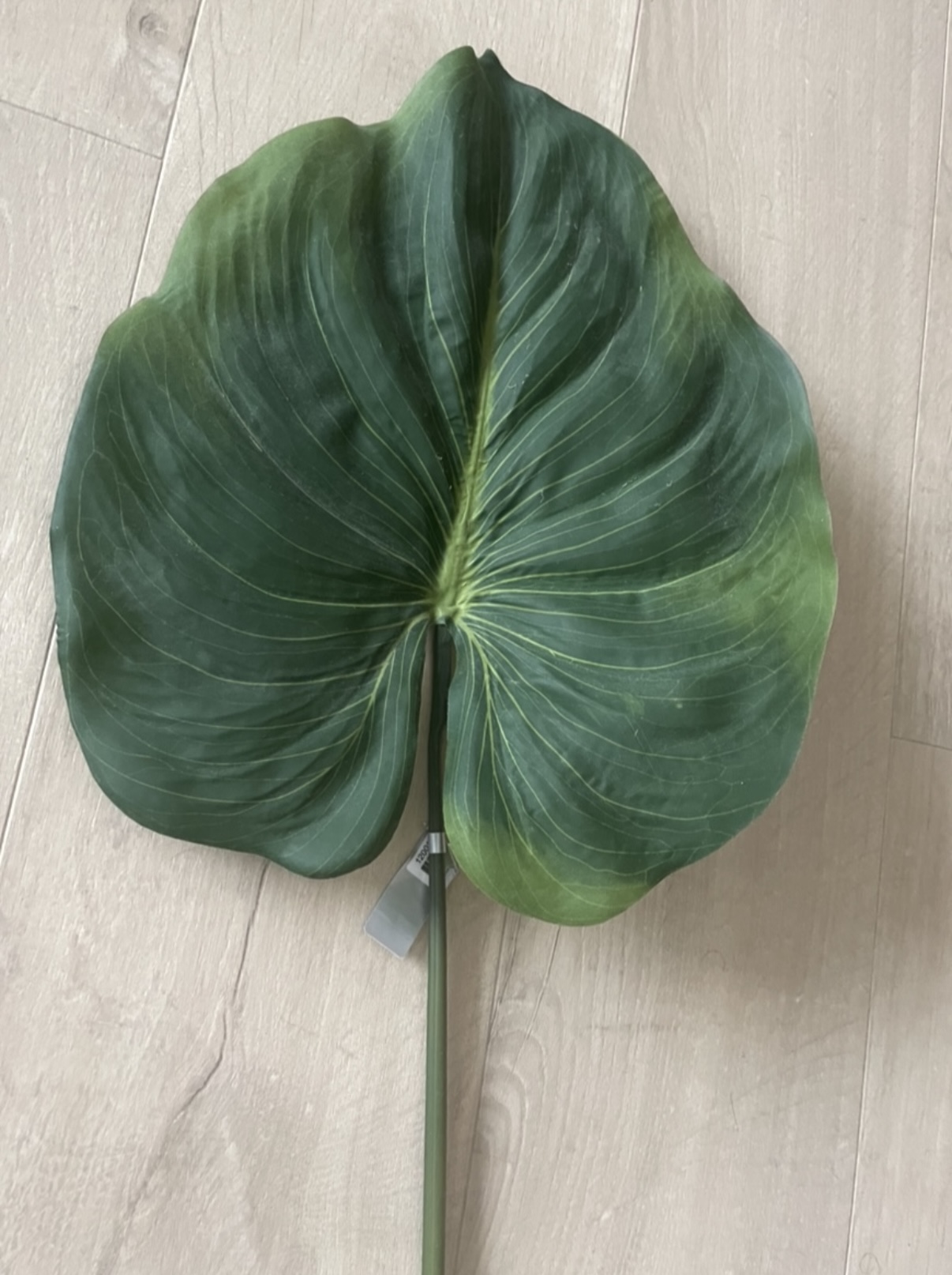 Zijden Bladeren Silk-ka Alocasia image 3