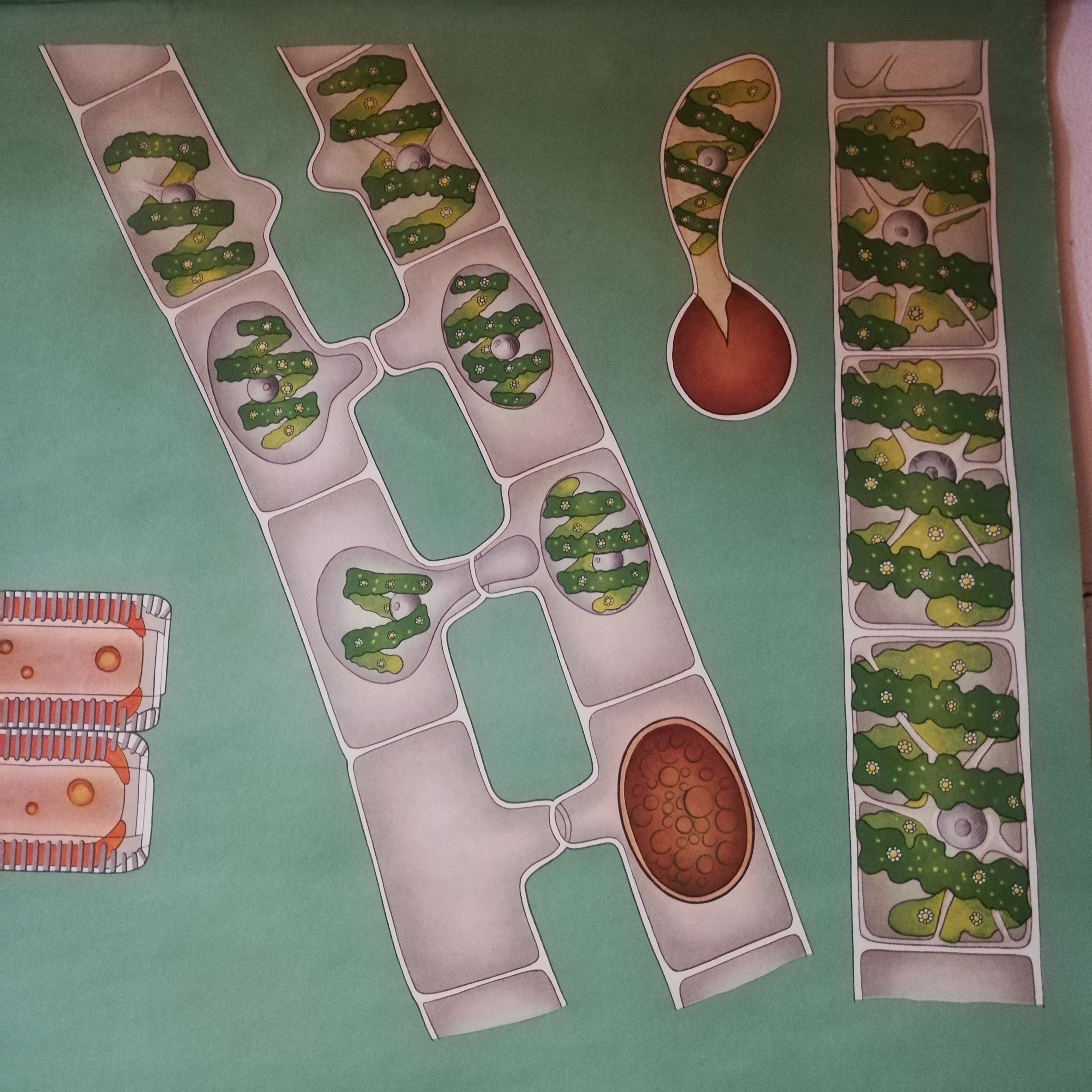 Schoolplaat Algen image 3