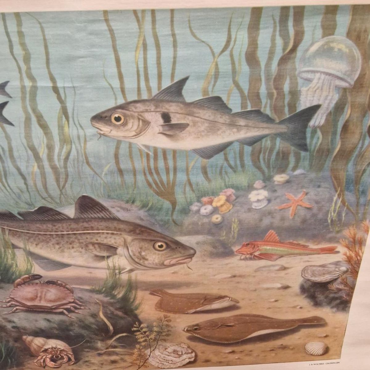 Antieke Schoolplaat Schoolkaart Noordzee Wolters image 3