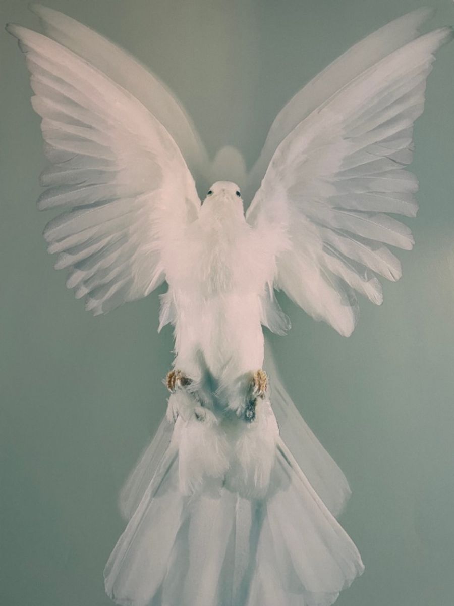 Damien Hirst, The Impossible Truth (detail) image 2