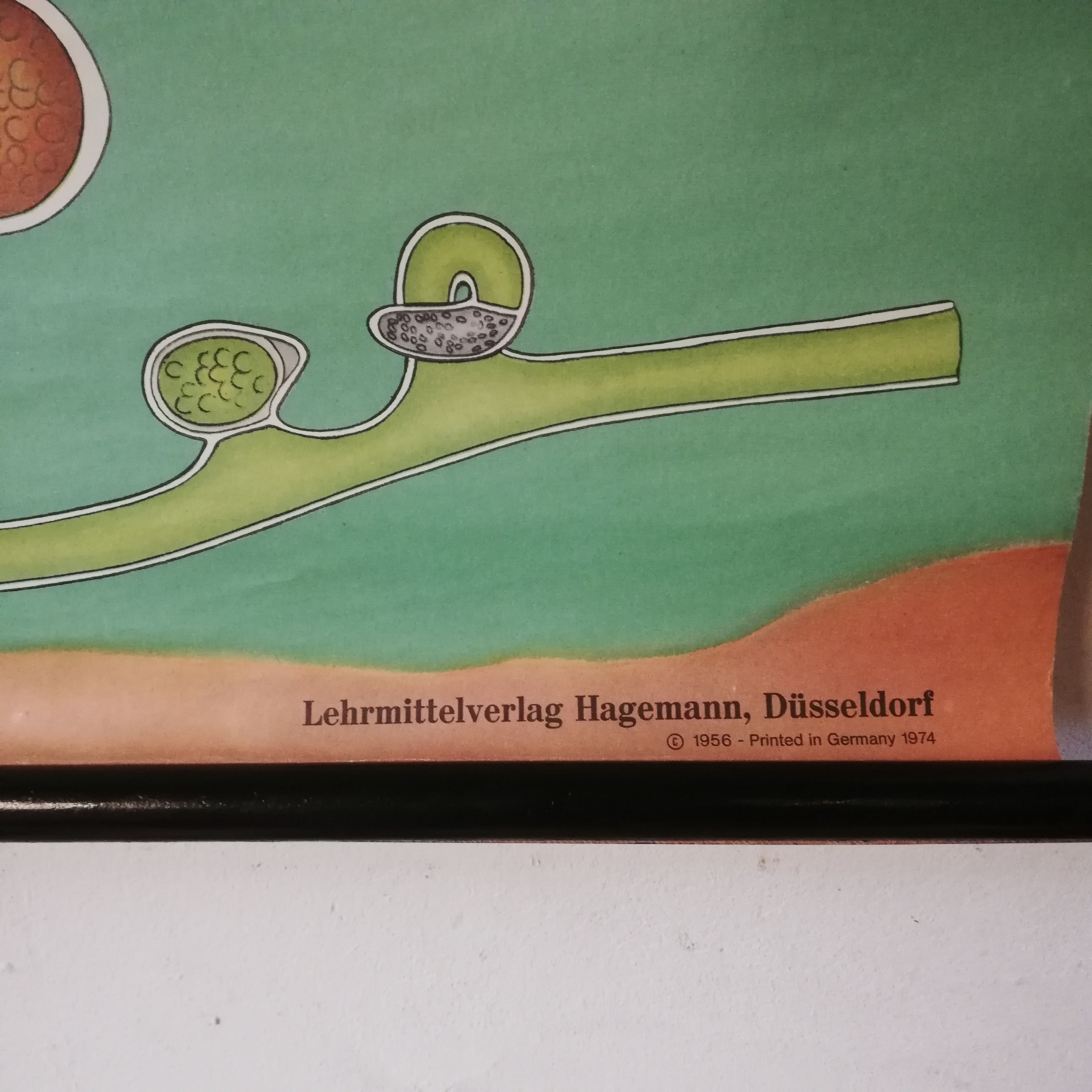 Schoolplaat Algen image 7