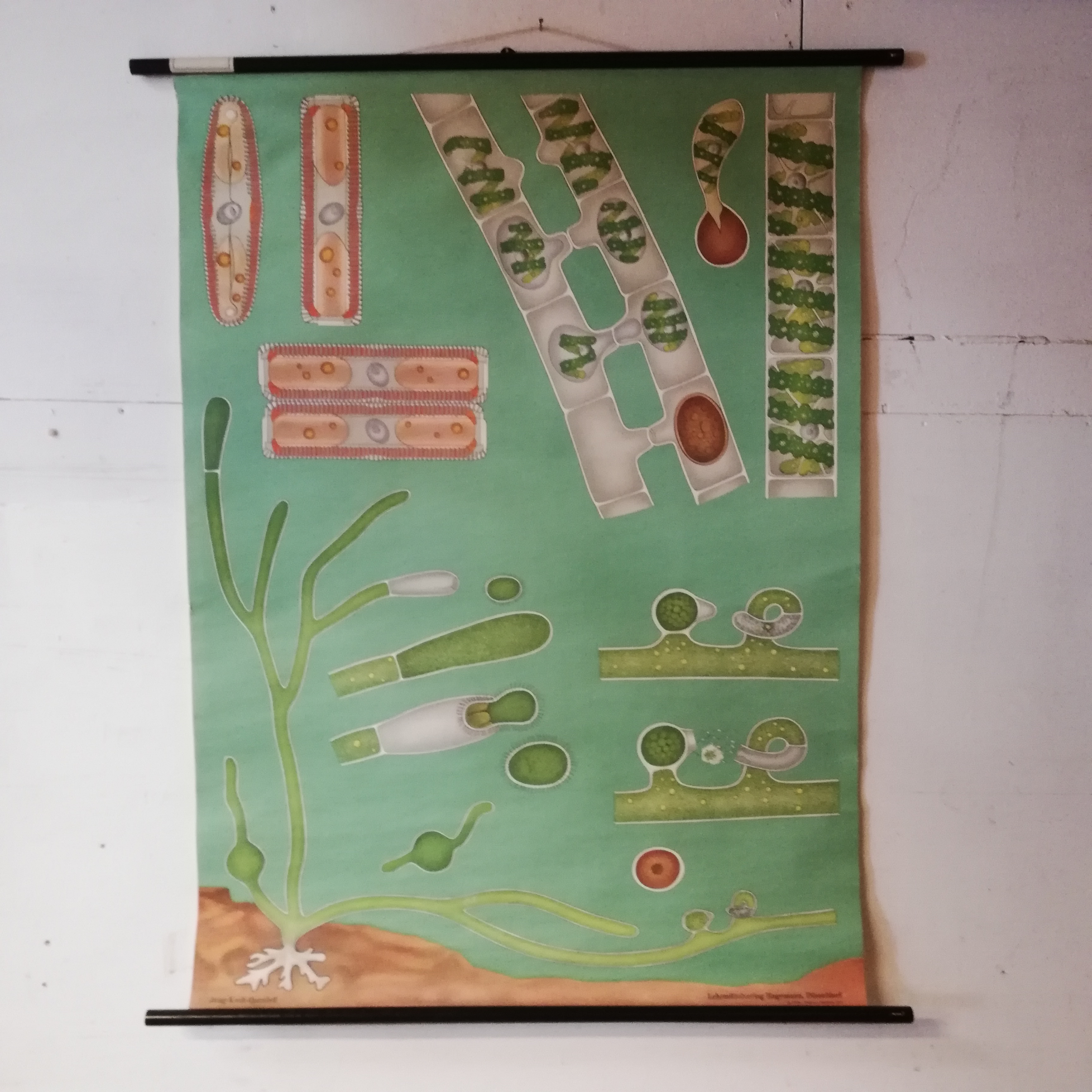 Schoolplaat Algen image 10