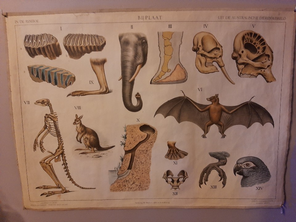 Schoolposter ´De Australische Dierenwereld´ image 7