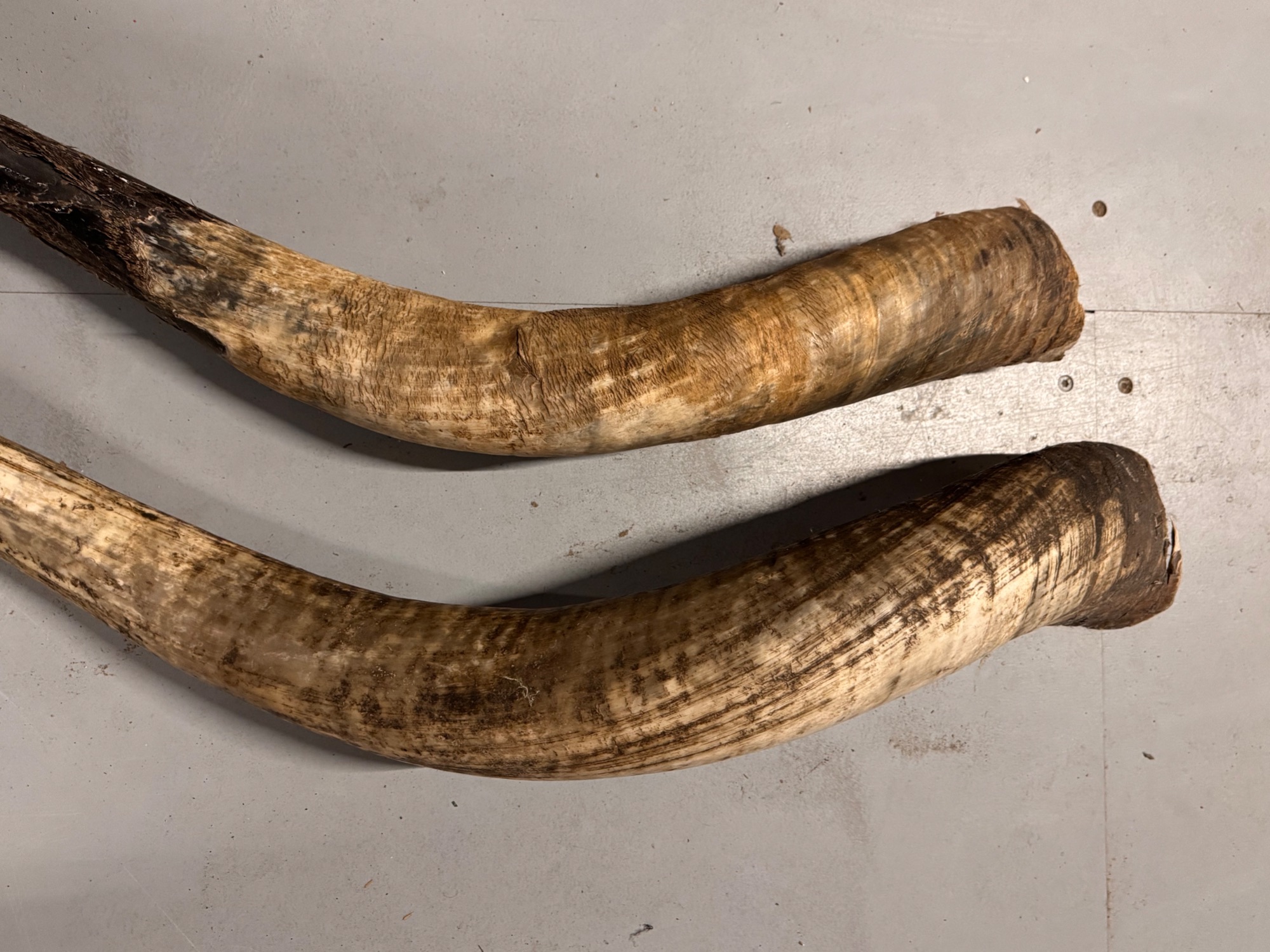 2x Grote Bufferhoorns, Ong. 100cm Lang Elk image 14