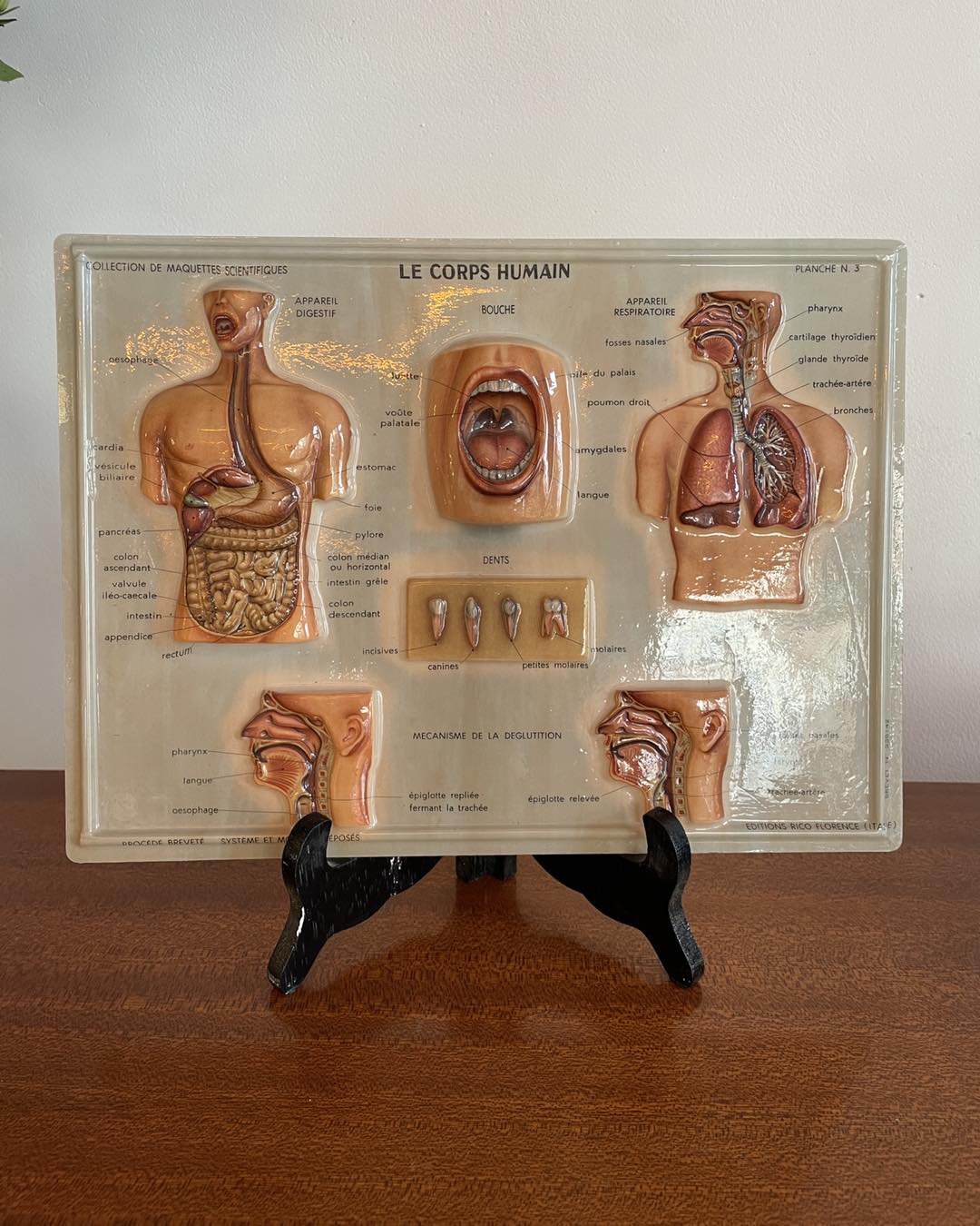 Vintage 3D Human Body Chart image 2