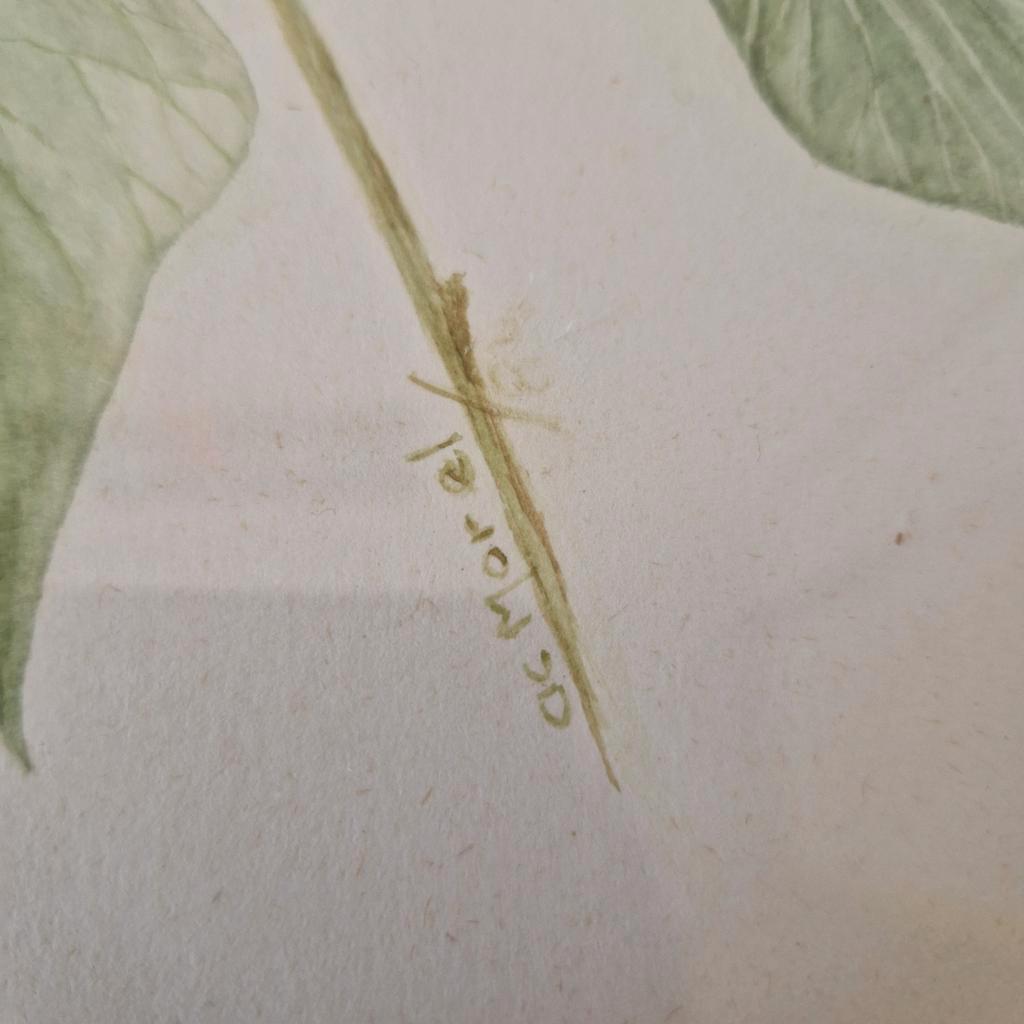 Os Morel Schilderij Vintage Tekening Flora Hedera image 4