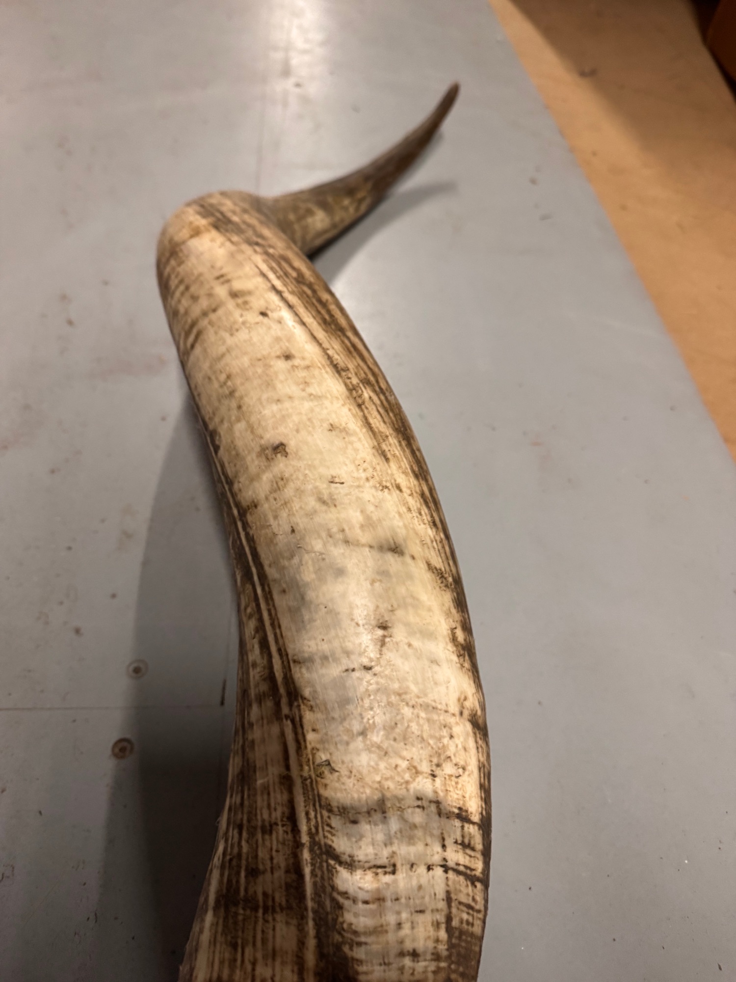 2x Grote Bufferhoorns, Ong. 100cm Lang Elk image 11