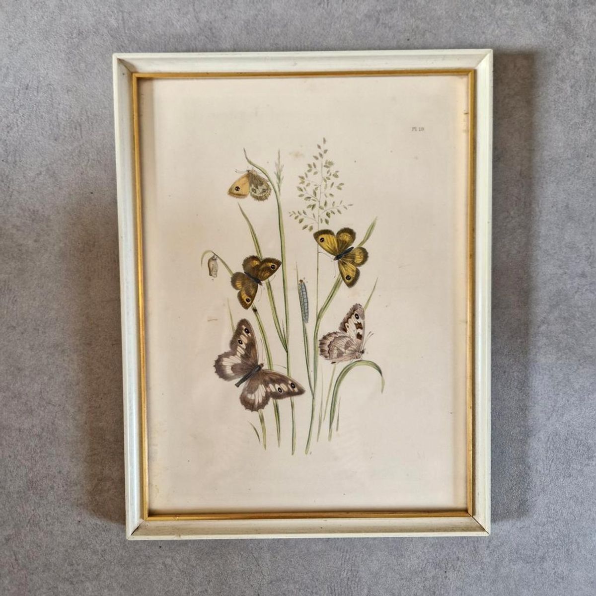 Vintage Lijst Met Prent Vlinders Vlinder Schilderij image 2