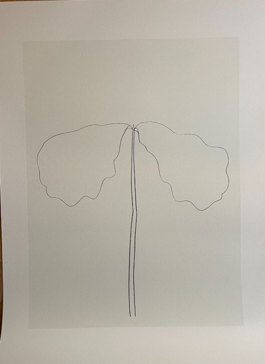 Ellsworth Kelly (1923-2015), Chêne, 1964 image 7
