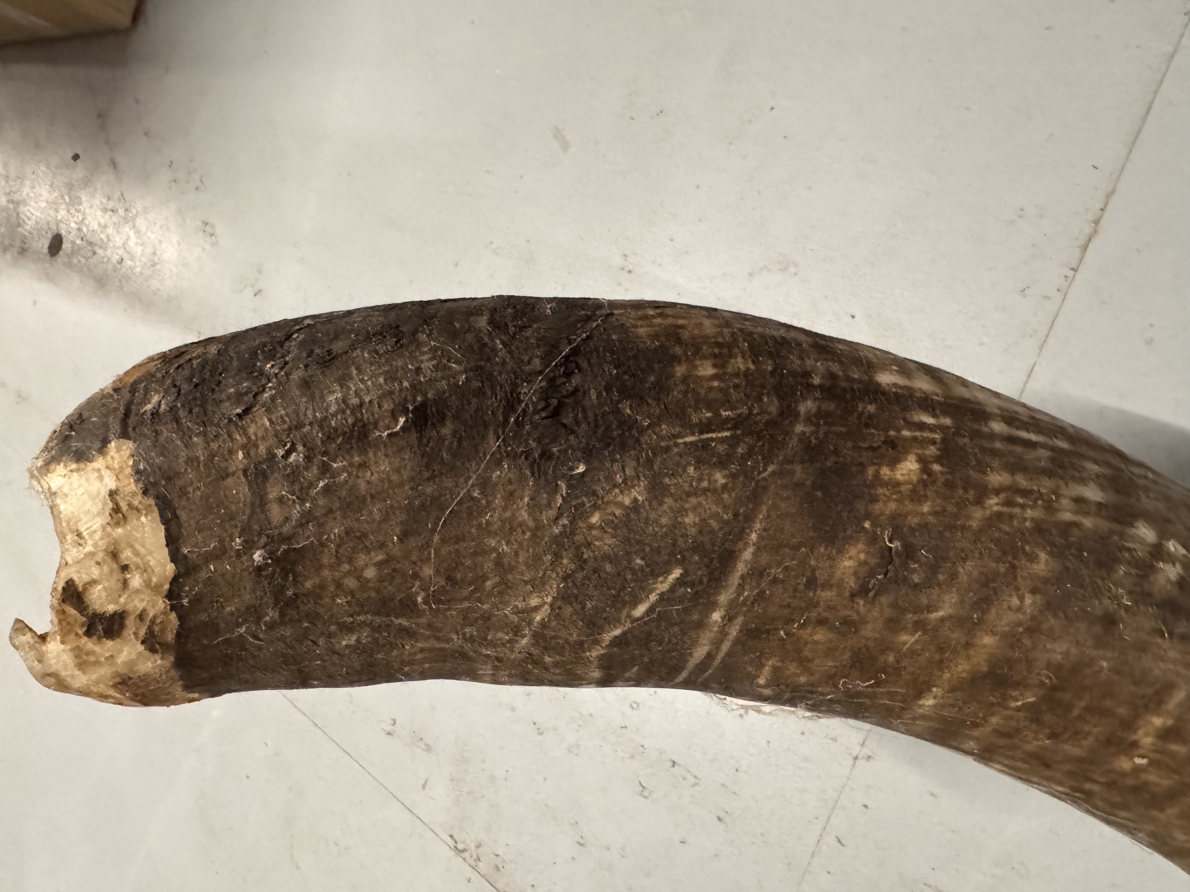 2x Grote Bufferhoorns, Ong. 100cm Lang Elk image 12