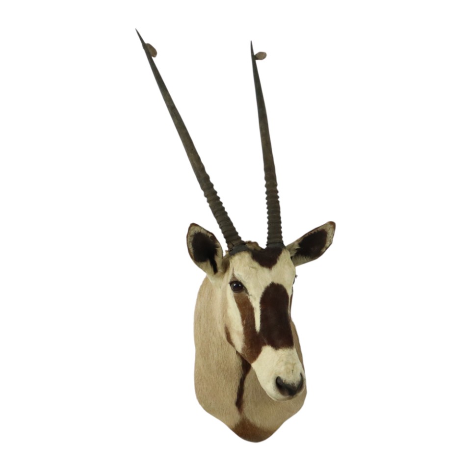 Prachtige Vintage Opgezette Oryx Antilope Gemsbok Taxidermie image 3