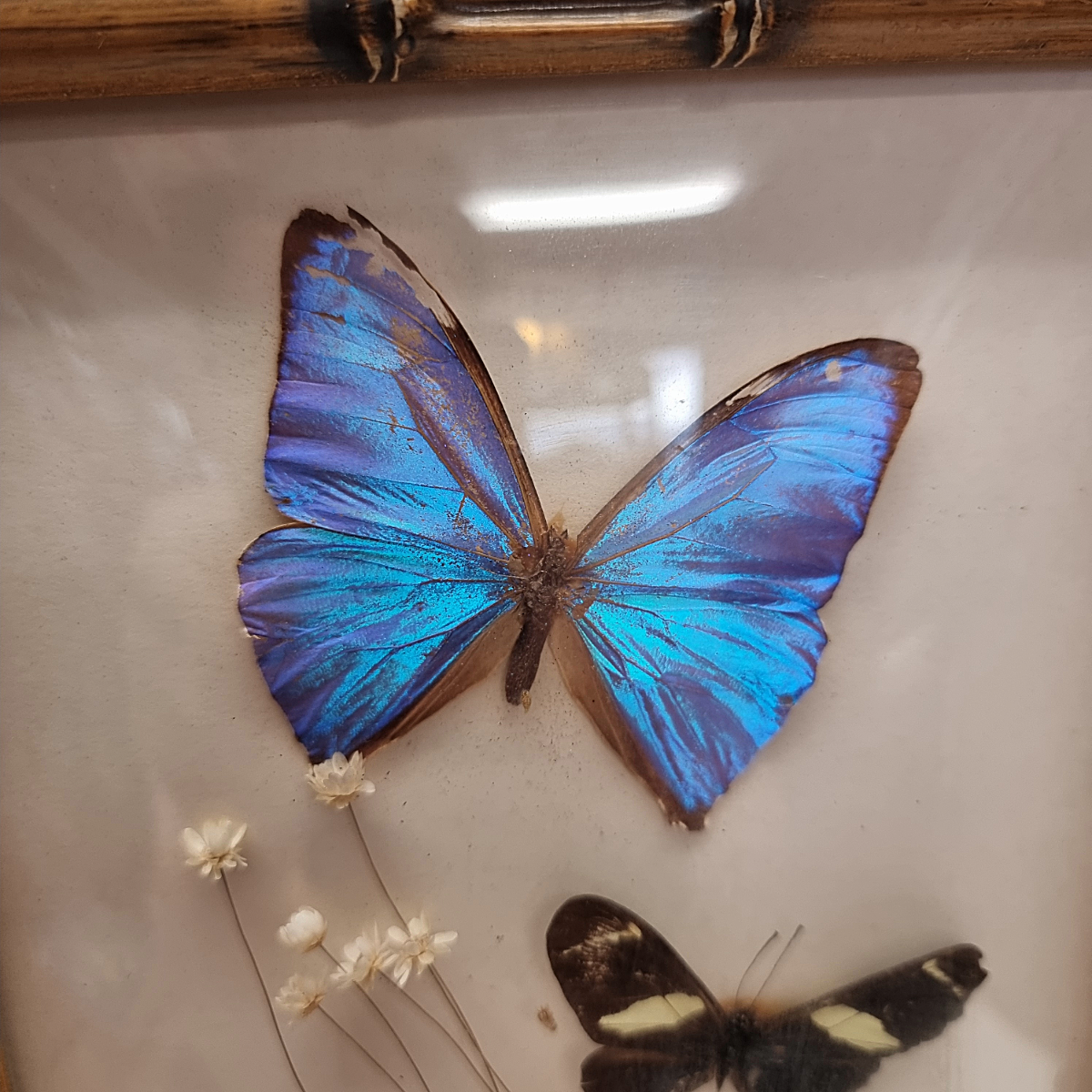 Vintage Opgezette Vlinders In Lijst image 4