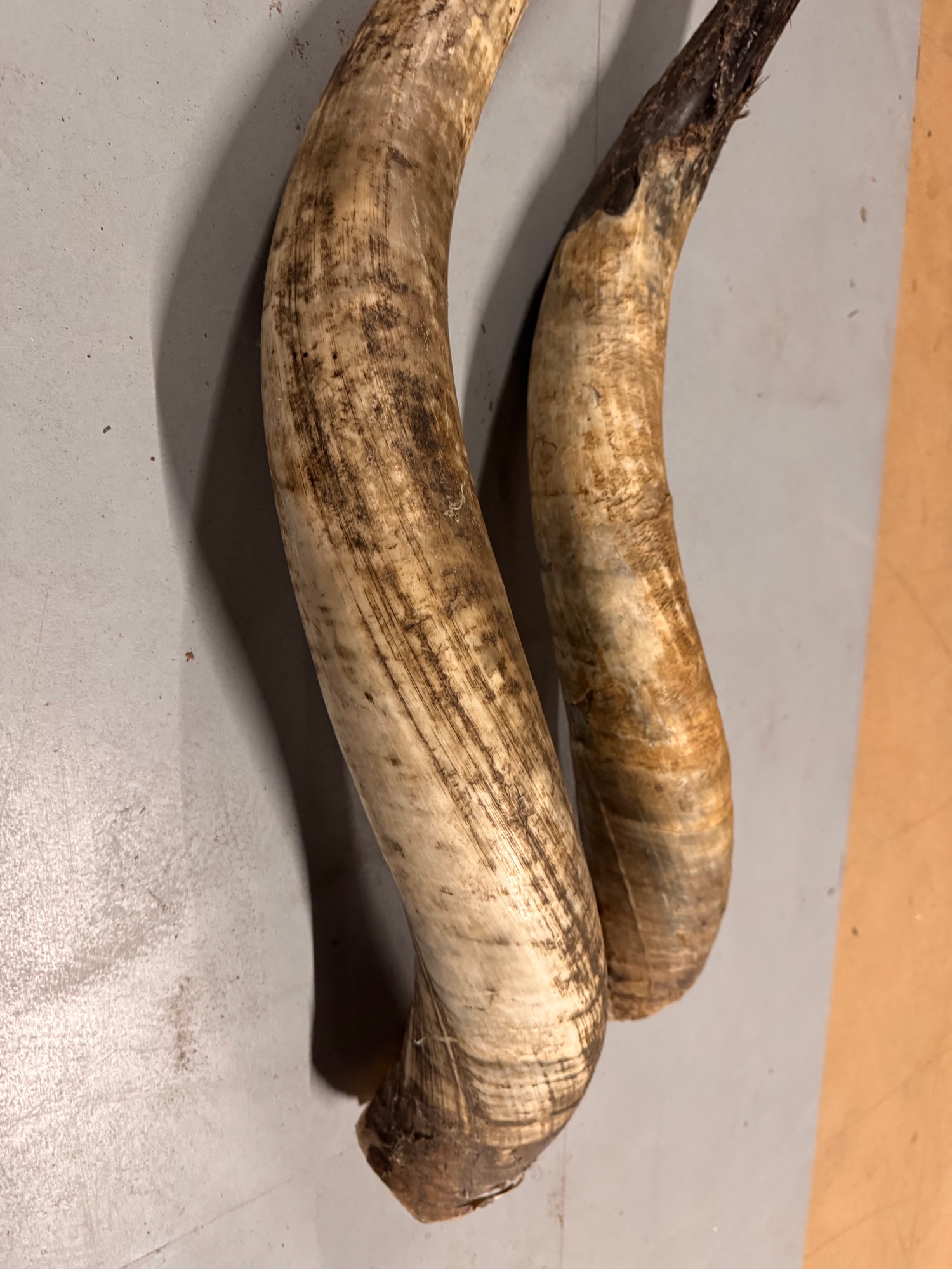 2x Grote Bufferhoorns, Ong. 100cm Lang Elk image 16