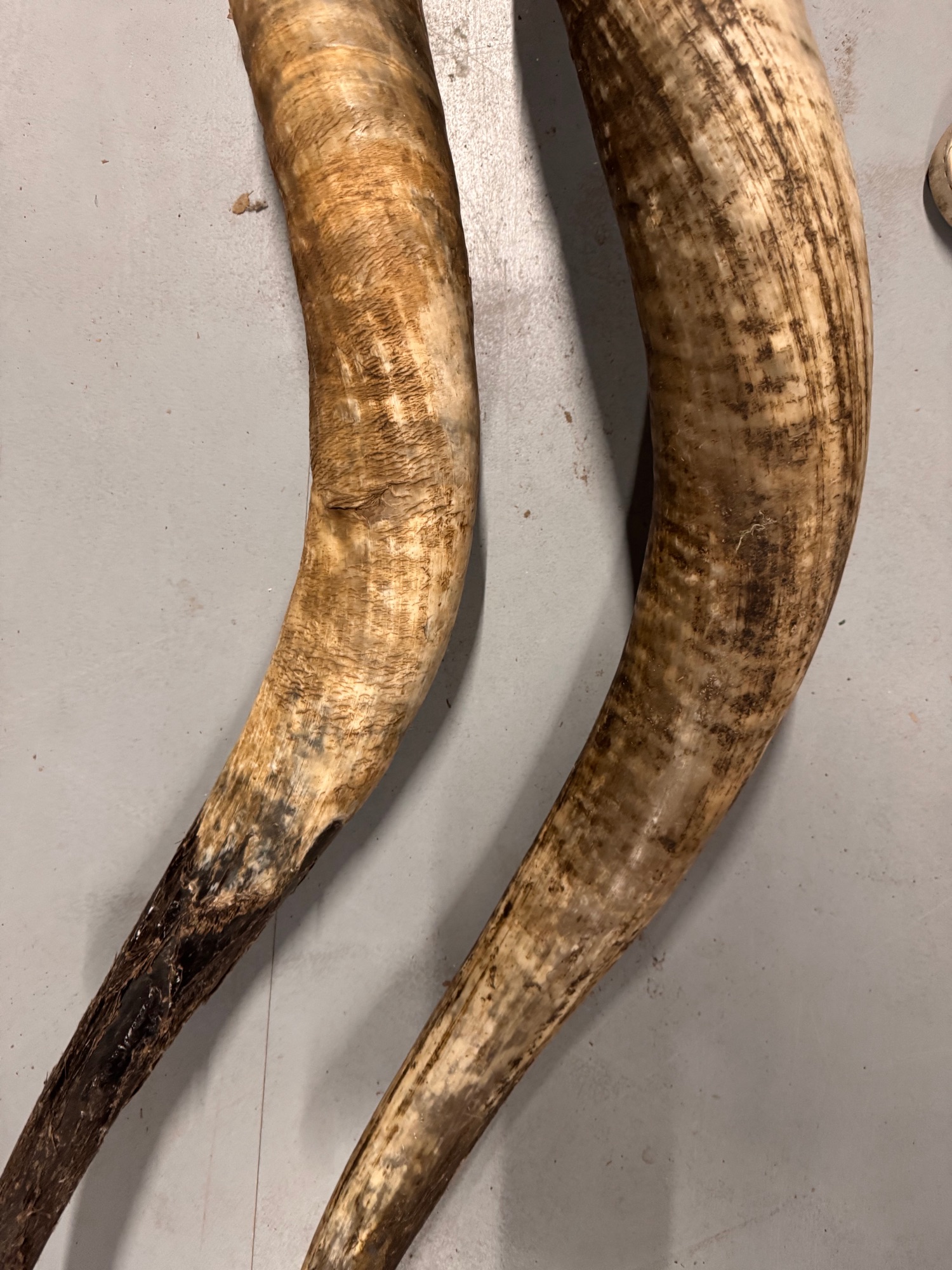 2x Grote Bufferhoorns, Ong. 100cm Lang Elk image 3