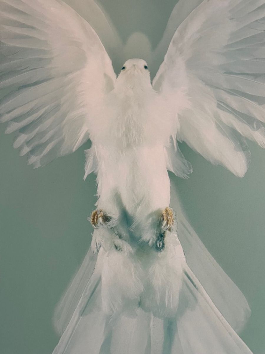 Damien Hirst, The Impossible Truth (detail) image 5