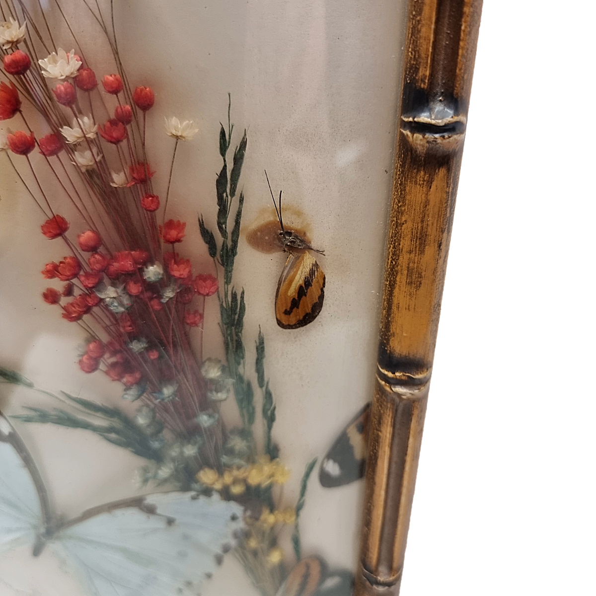 Vintage Opgezette Vlinders In Lijst image 6