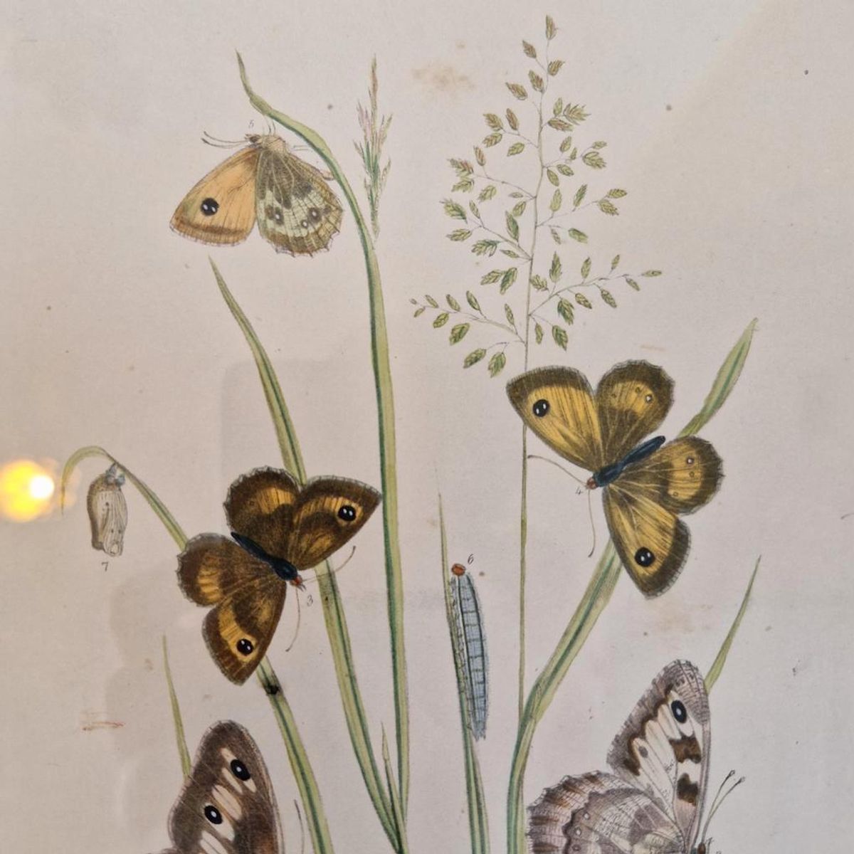 Vintage Lijst Met Prent Vlinders Vlinder Schilderij image 3