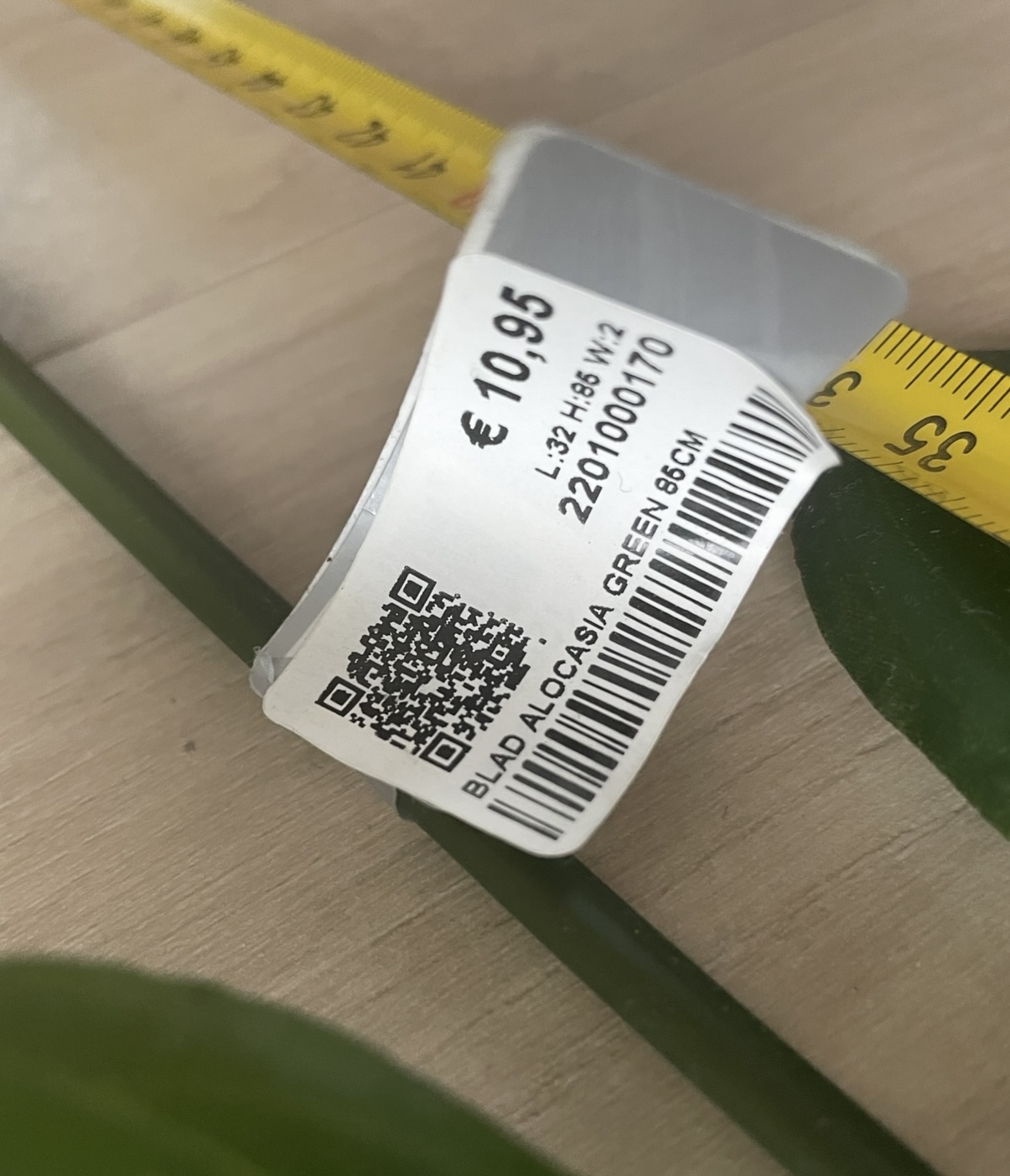 Zijden Bladeren Silk-ka Alocasia image 8