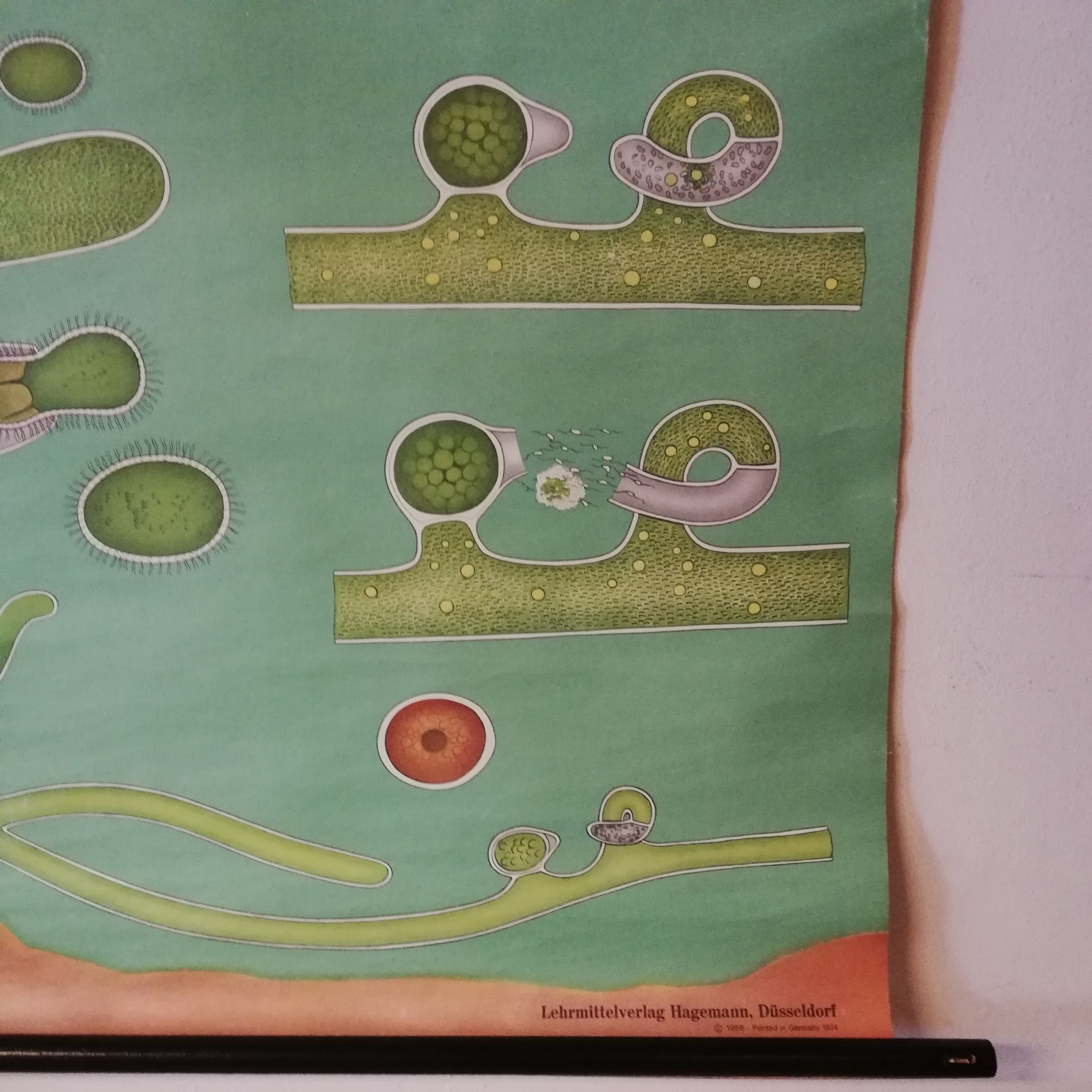 Schoolplaat Algen image 5