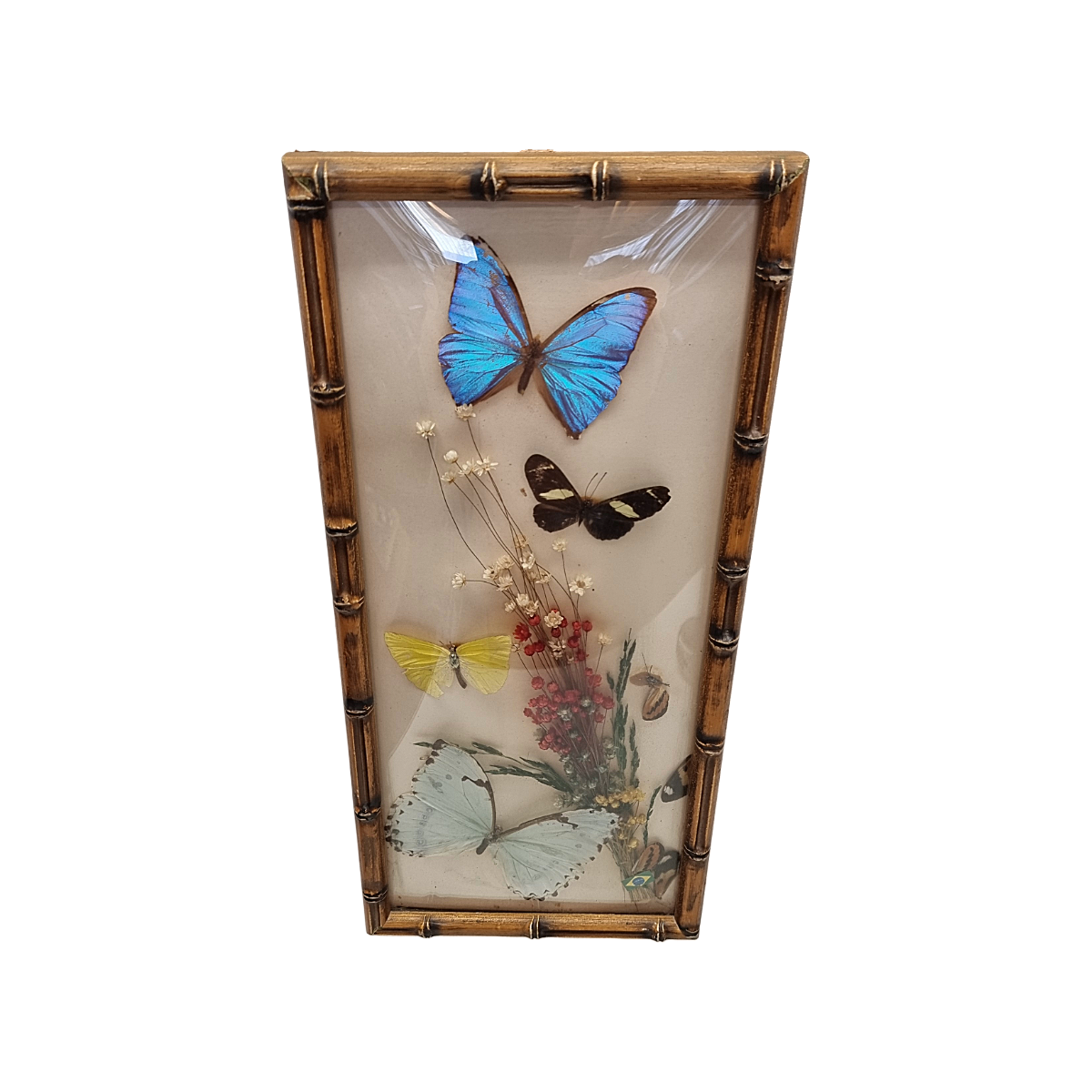 Vintage Opgezette Vlinders In Lijst image 8
