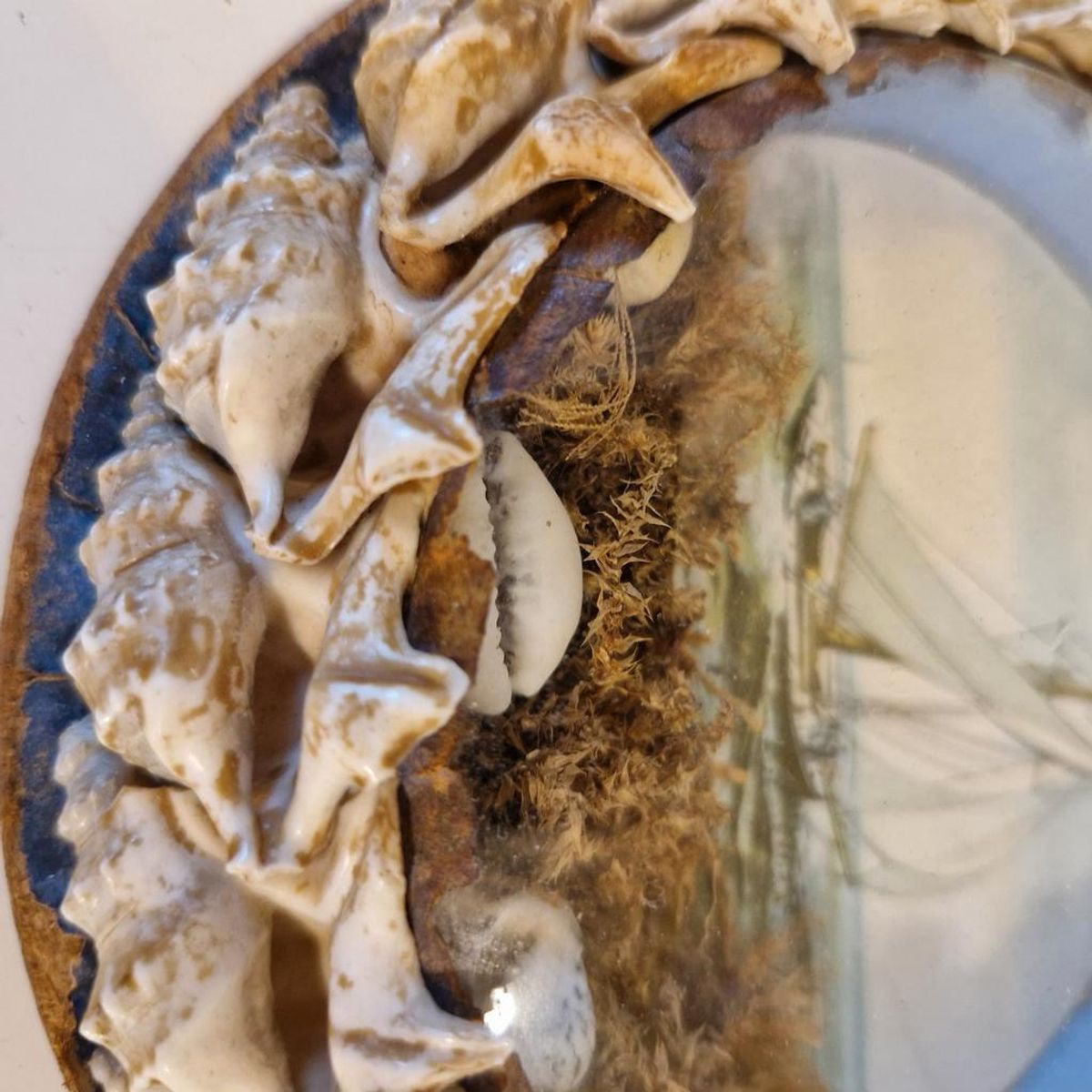 Antiek Bolglas Lijstje Maritiem Schelpen Schilderijtje image 6