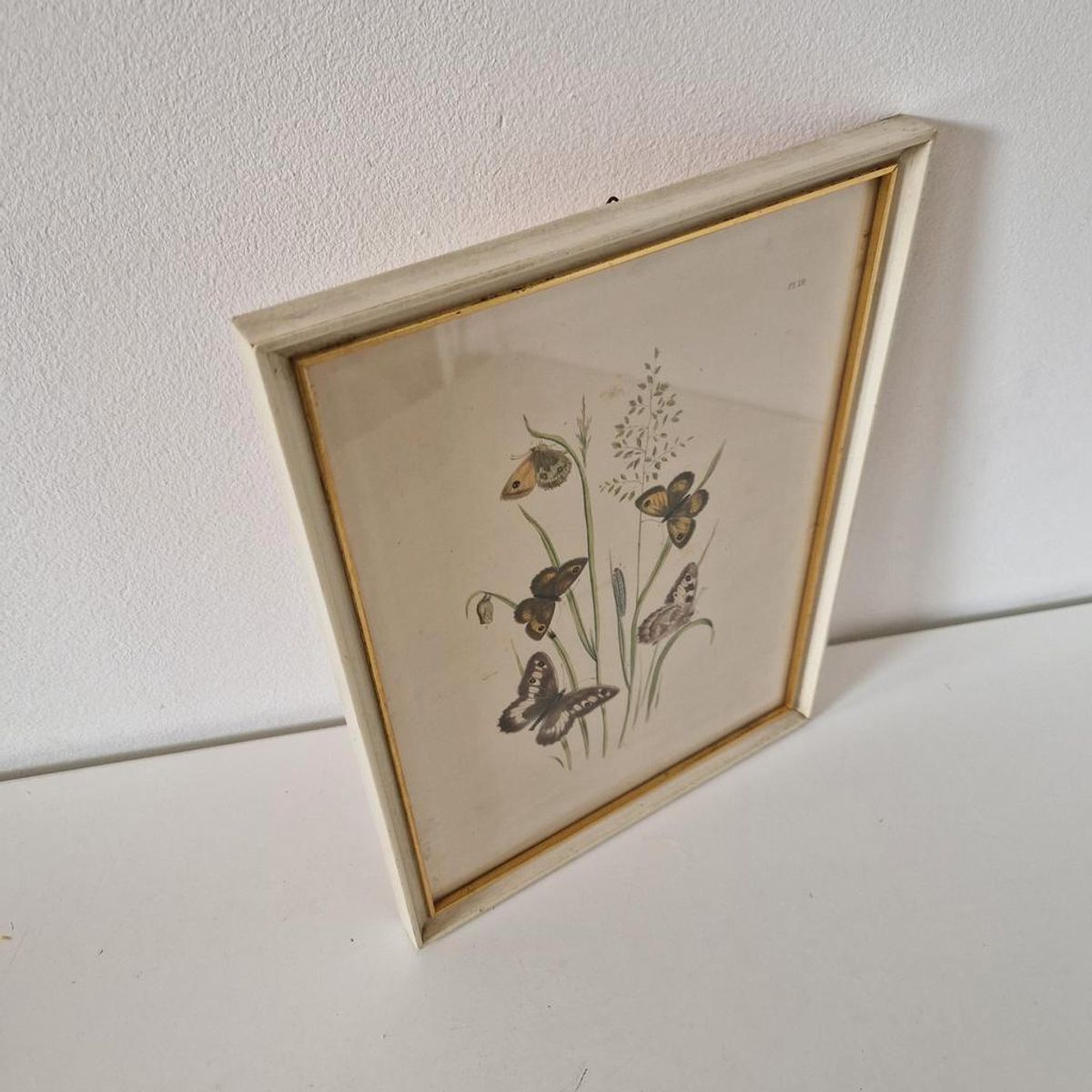 Vintage Lijst Met Prent Vlinders Vlinder Schilderij image 6