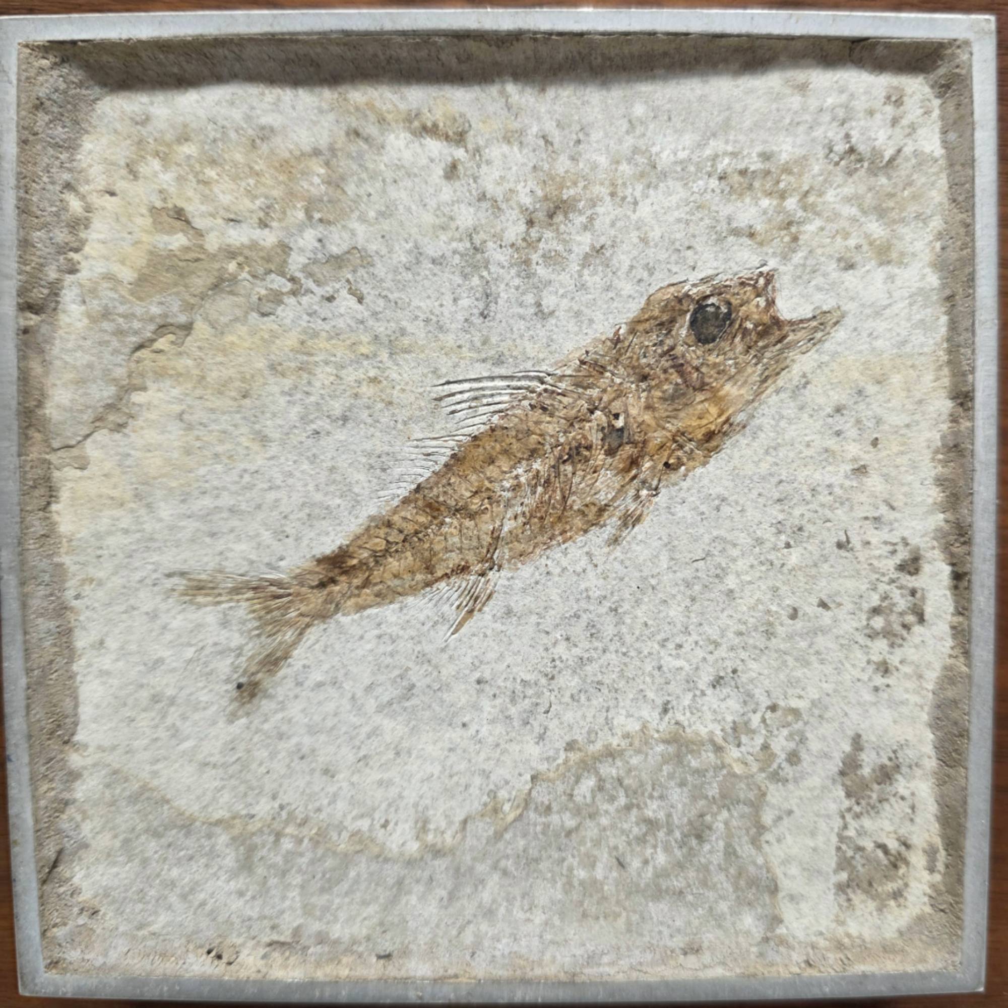 Dapalis Macrurus Fossiel Visje Ingelijst, 30/35 Miljoen Jaar image 6