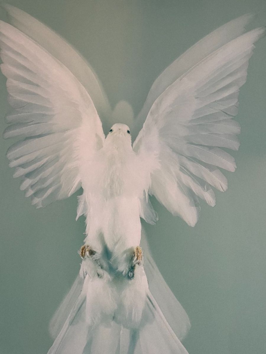 Damien Hirst, The Impossible Truth (detail) image 7