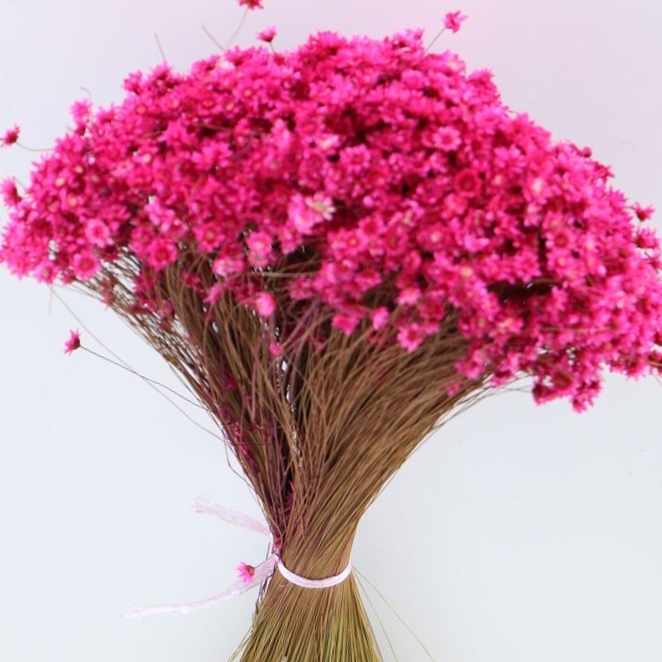 Glixia Starflower Roze Fuchsia 100 Gram image 2