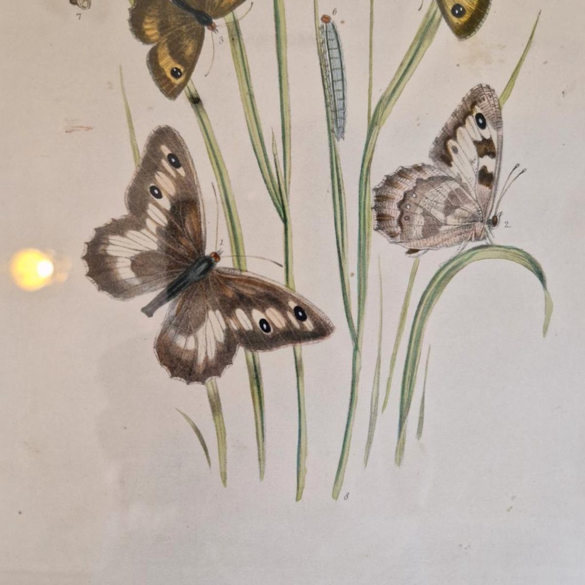 Vintage Lijst Met Prent Vlinders Vlinder Schilderij image 4