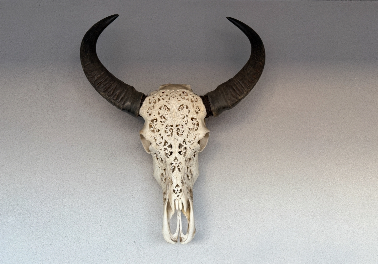 Authentiek Gegraveerde Buffel Schedel image 2