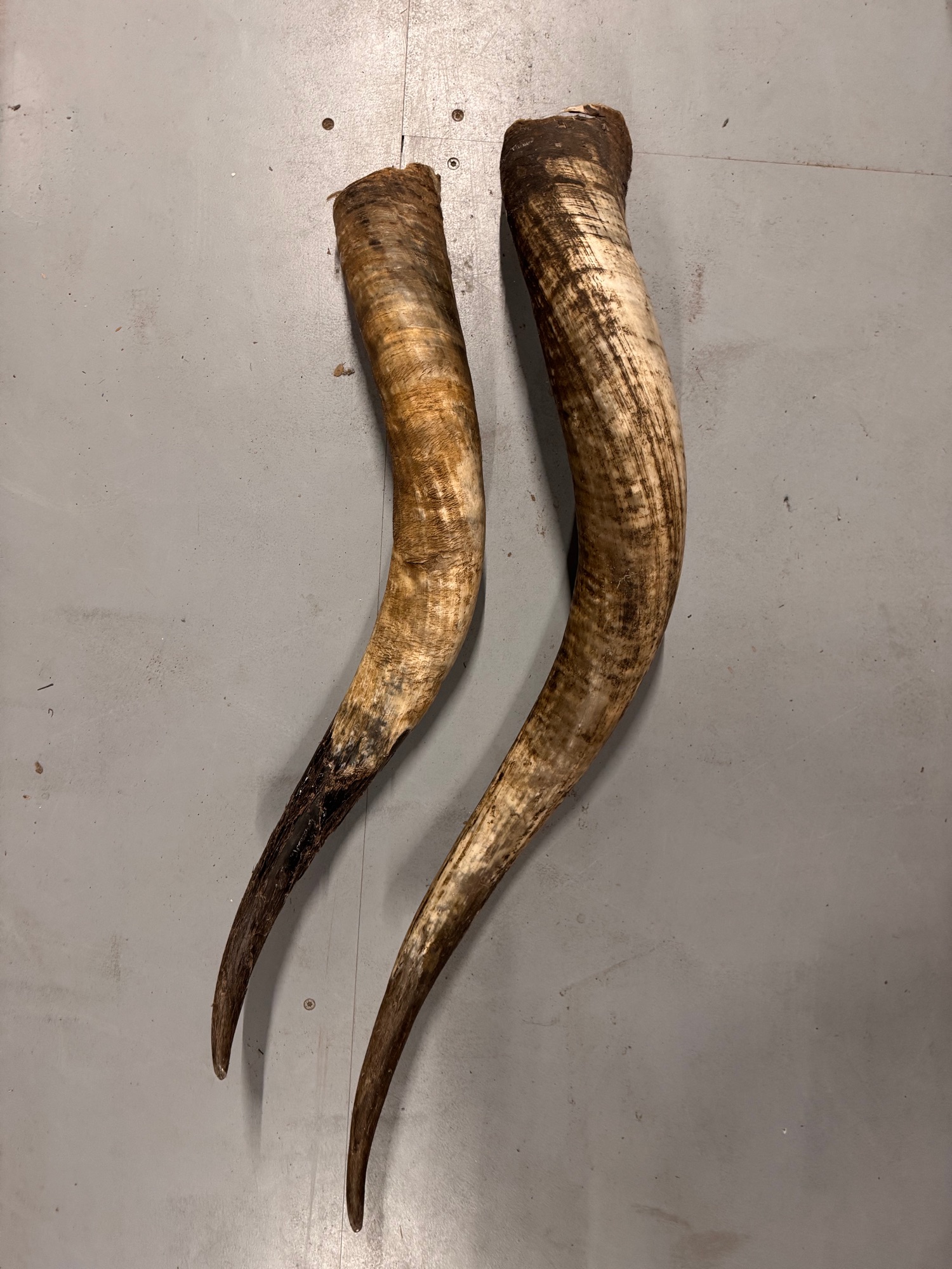2x Grote Bufferhoorns, Ong. 100cm Lang Elk image 2