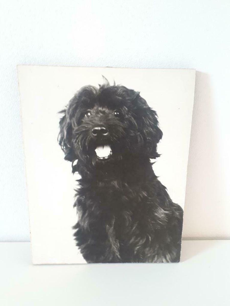 Oude Foto Op Hout Bouvier Hond Zwart WIT Retro Foto image 2