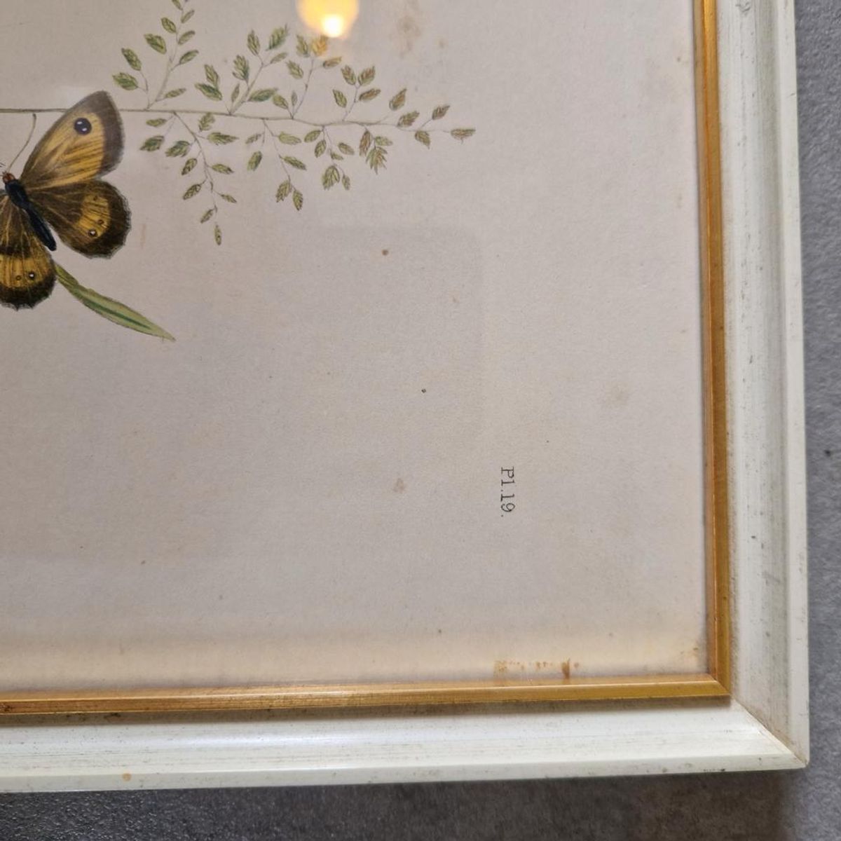 Vintage Lijst Met Prent Vlinders Vlinder Schilderij image 5