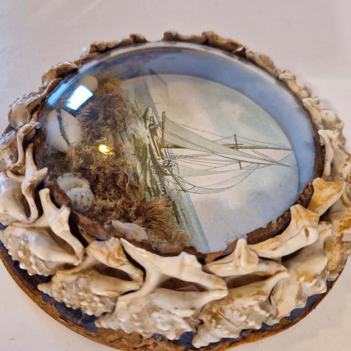 Antiek Bolglas Lijstje Maritiem Schelpen Schilderijtje image 5