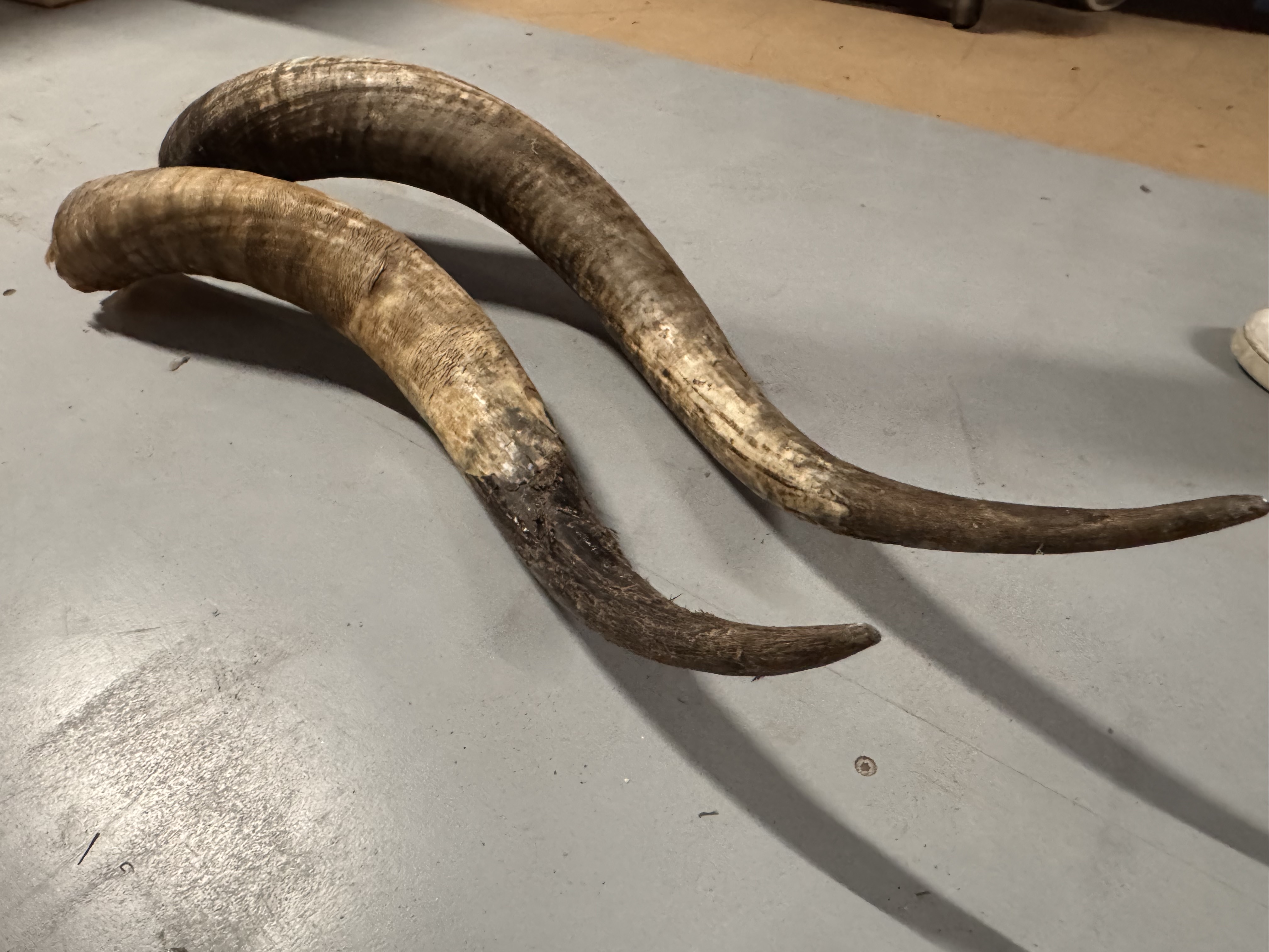 2x Grote Bufferhoorns, Ong. 100cm Lang Elk image 7