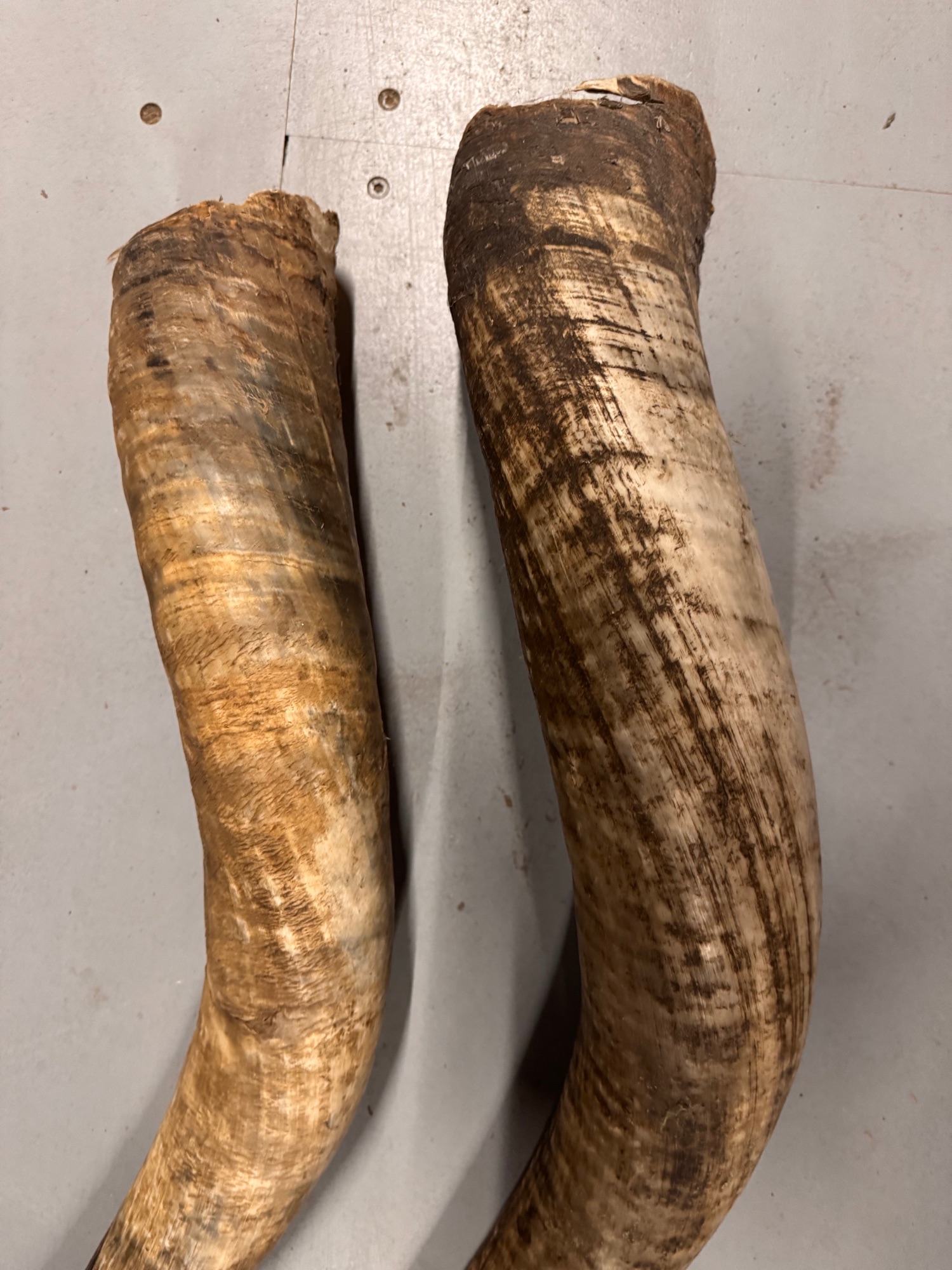 2x Grote Bufferhoorns, Ong. 100cm Lang Elk image 13