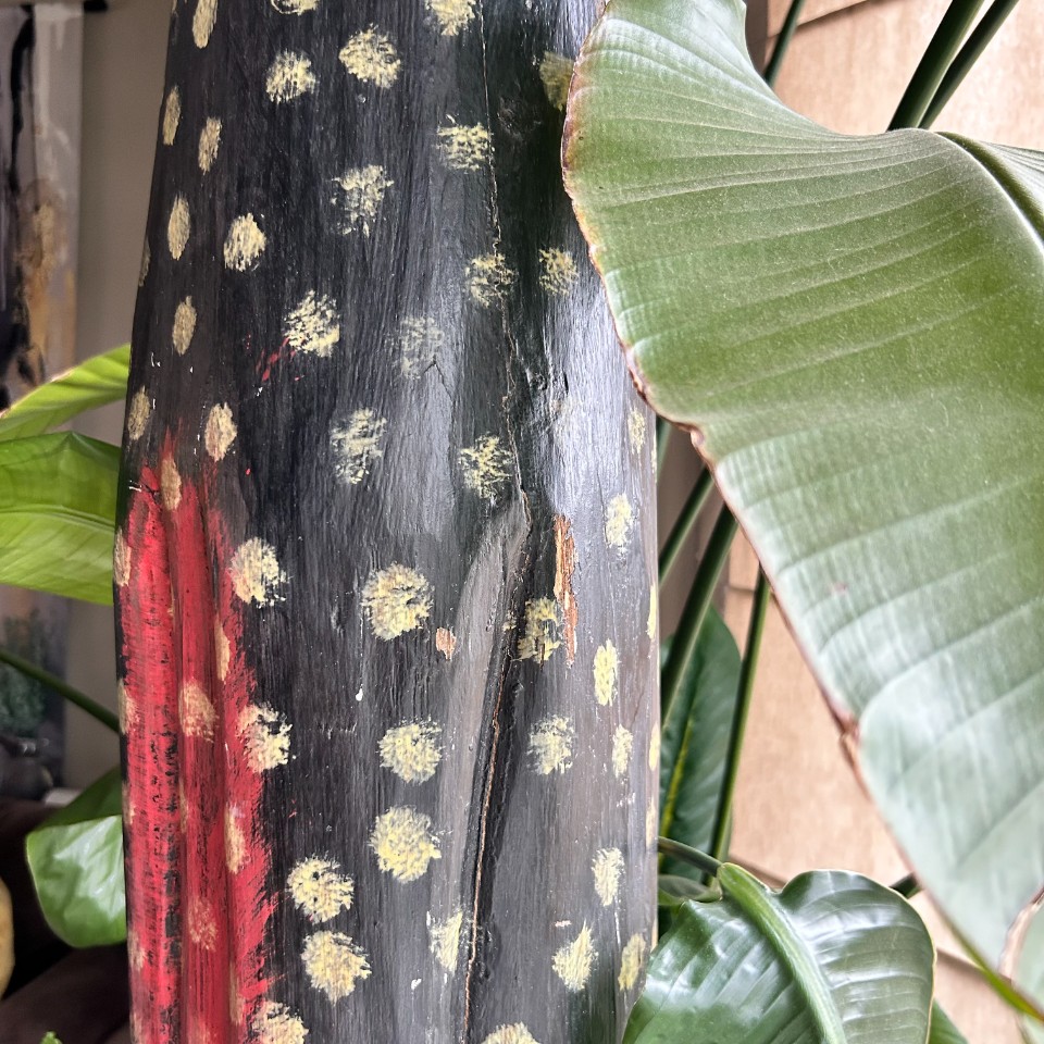 Beeld Xxl Polkadot Kat Vintage image 12