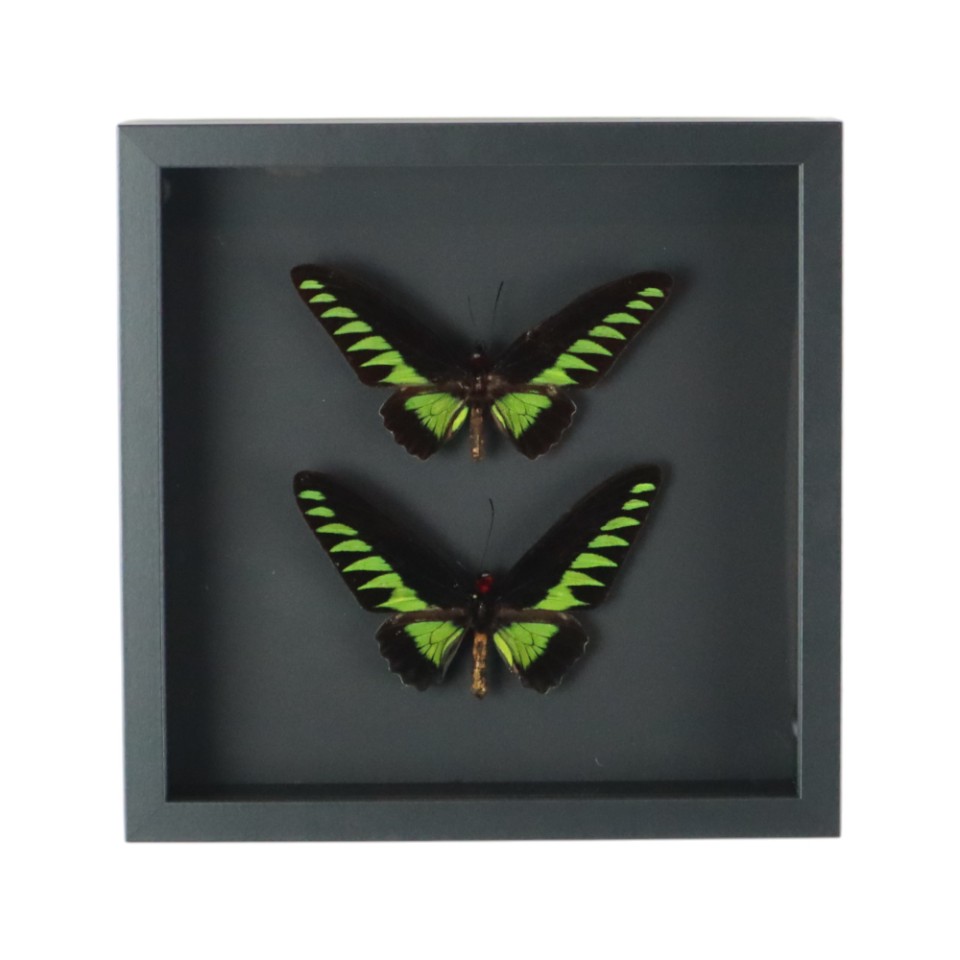 Ingelijste Vlinders Xl Trogonoptera Brookiana Birdwing Taxidermie image 6