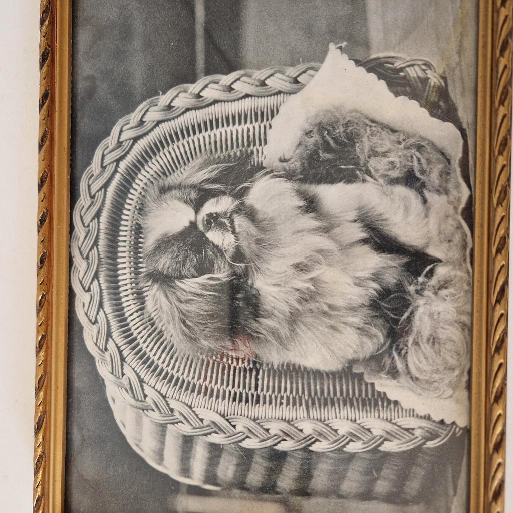 Vintage Lijstje Met Foto Zwart Wit Van Een Hond image 5