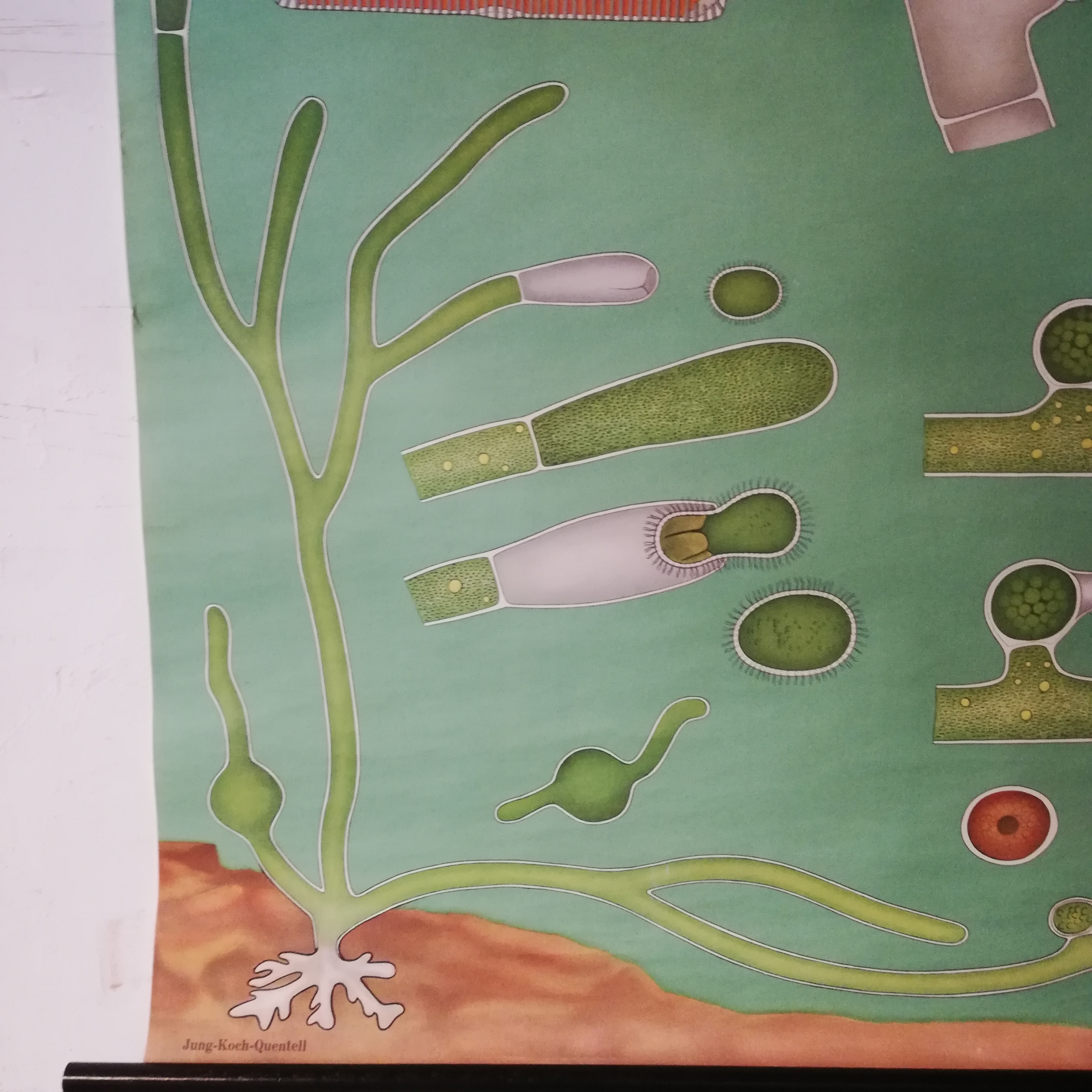 Schoolplaat Algen image 4